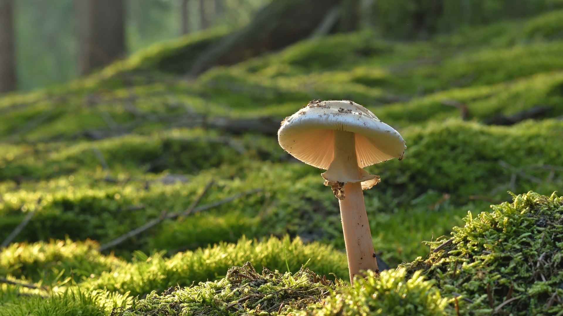 Гриб растет на покрытой мхом земле в лесу