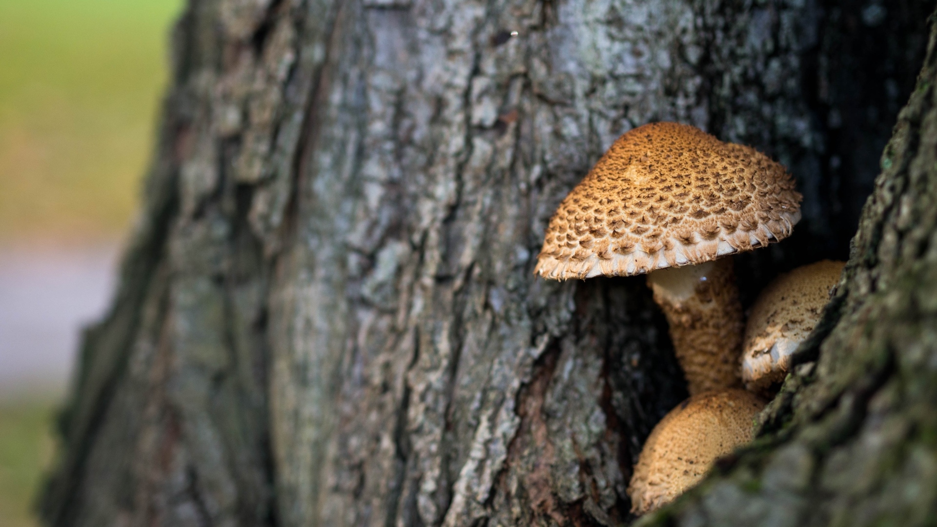 Грибы растут внутри дерева