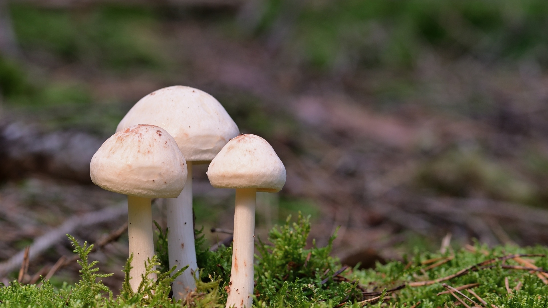 Три гриба белого цвета в зеленом мху