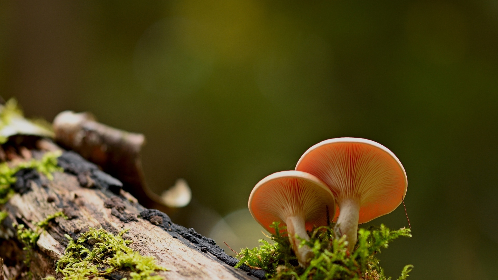 Два гриба лисичка растут на дереве