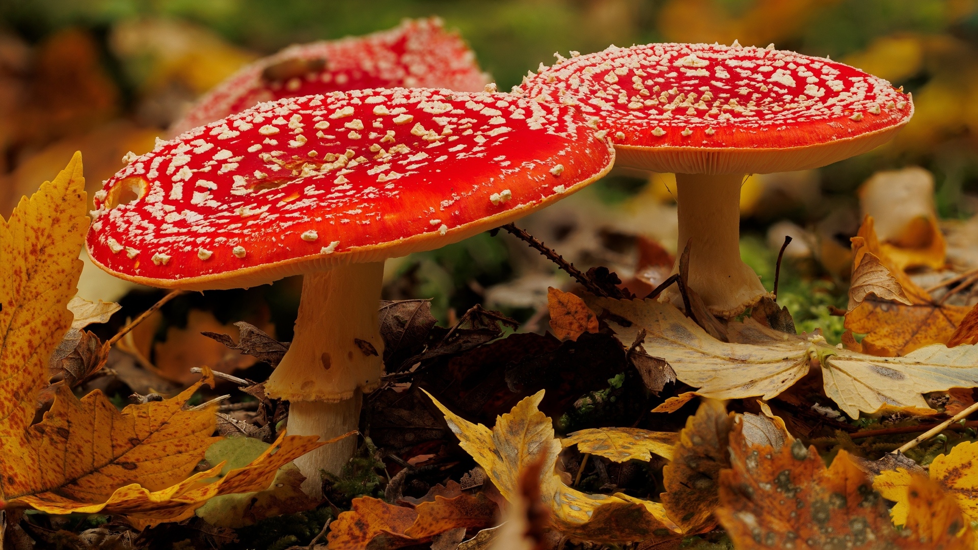 Два больших красных мухомора в желтых листьях