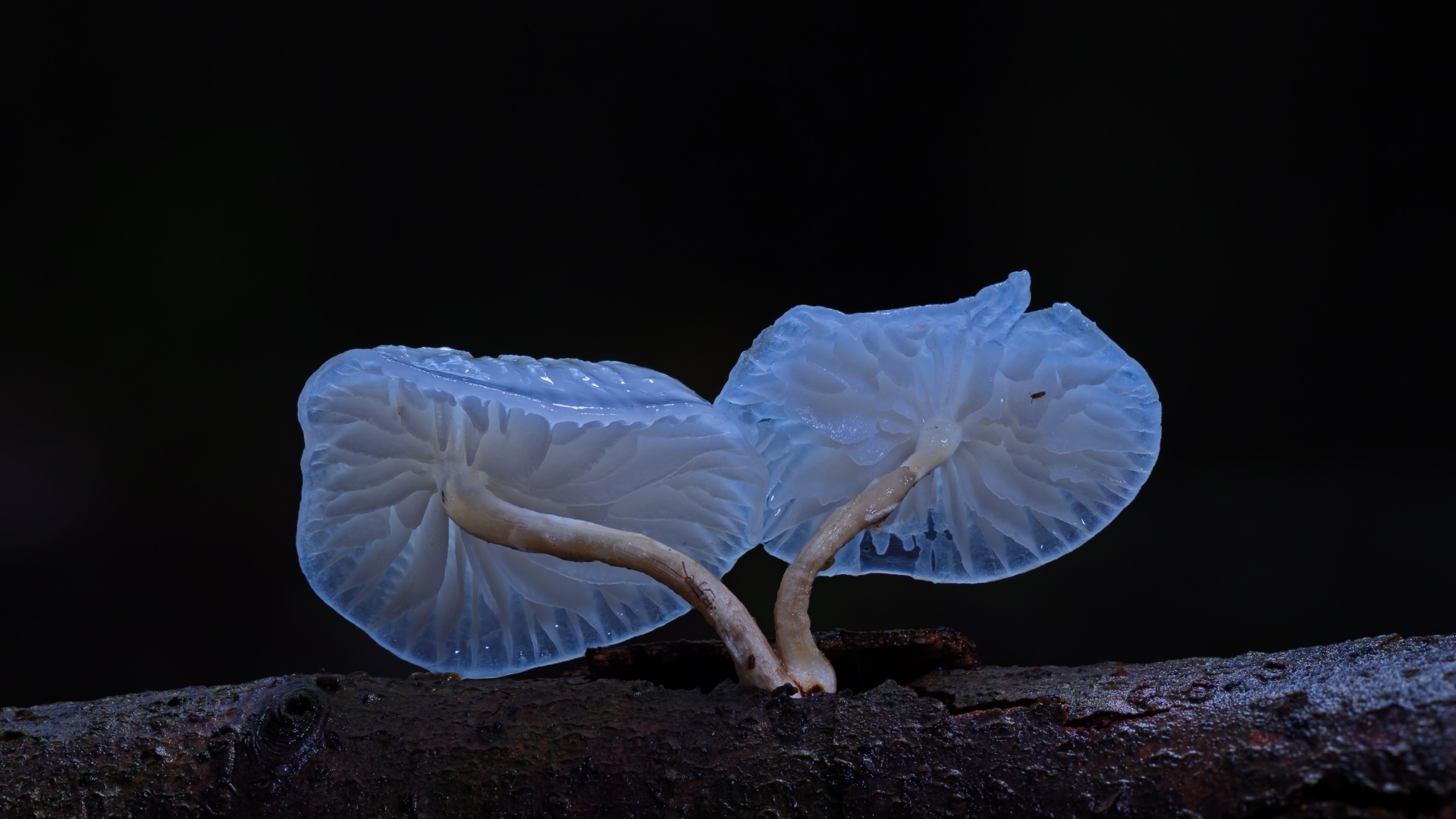 Необычные грибы растут на сухом дереве на черном фоне