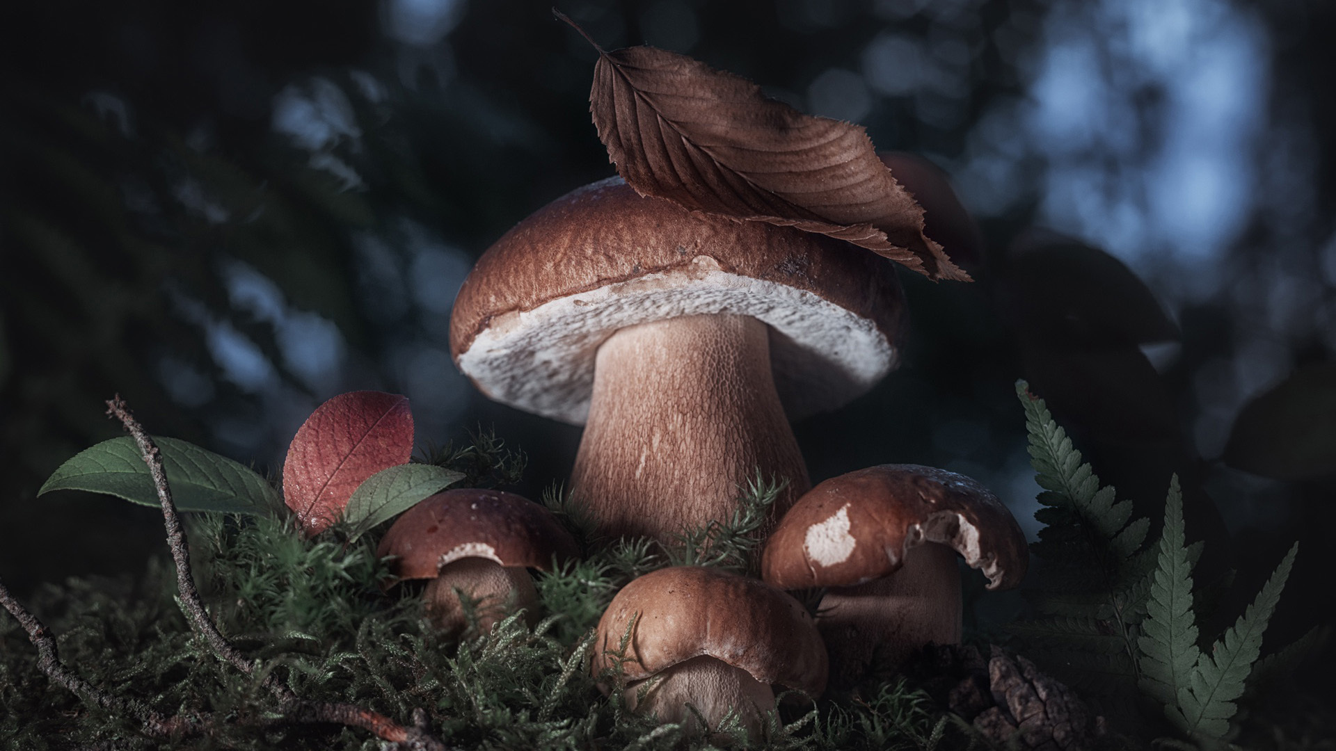 Белые грибы в лесу крупным планом