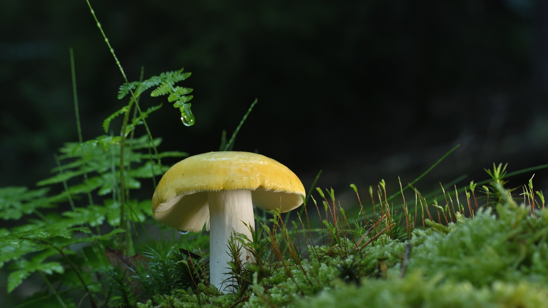 Желтый гриб растет на покрытой зеленым мхом земле