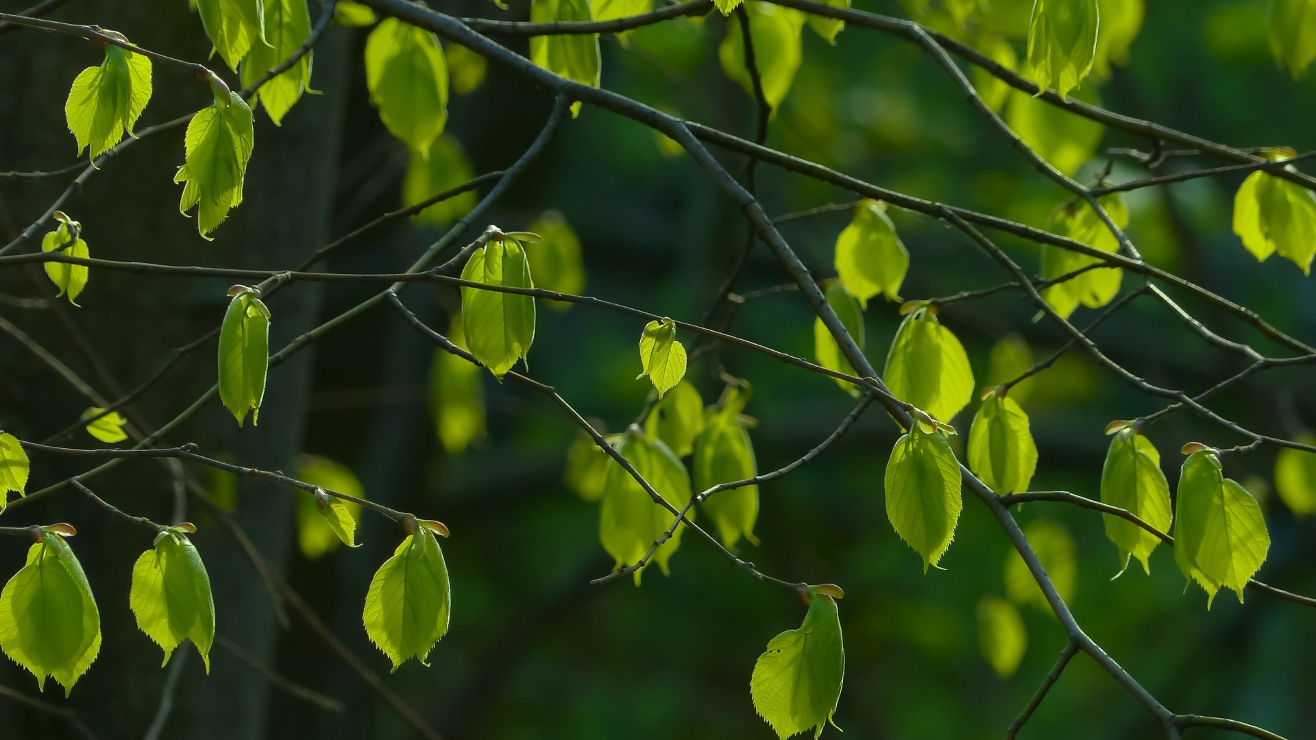 Зеленые листья на ветках березы весной