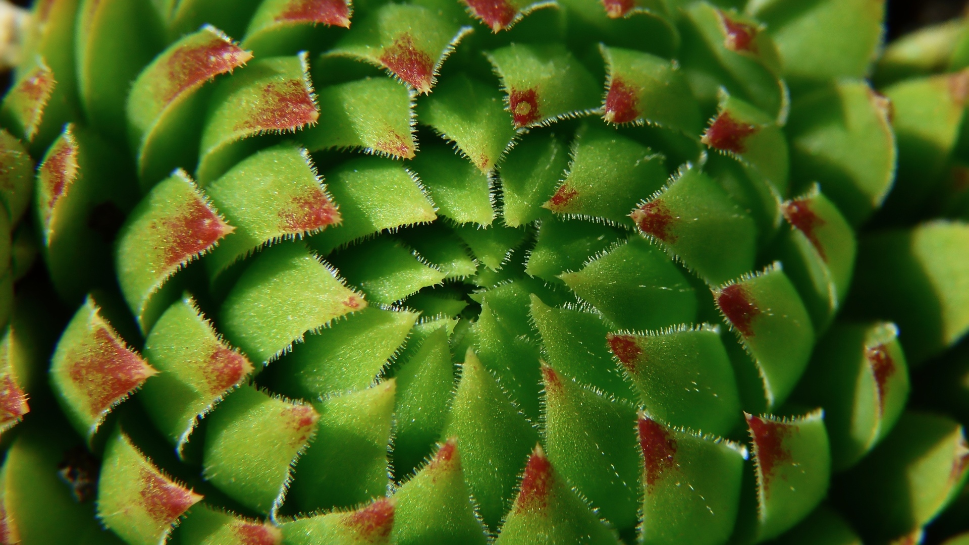 Красивый зеленый артишок крупным планом