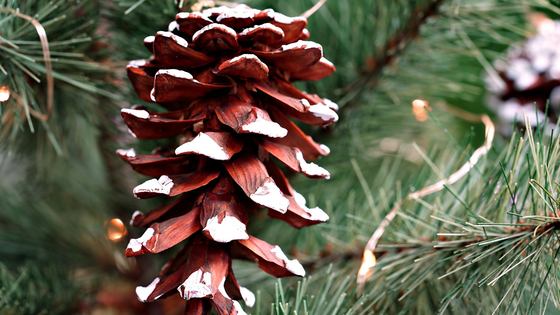 Большая коричневая шишка на еловой ветке