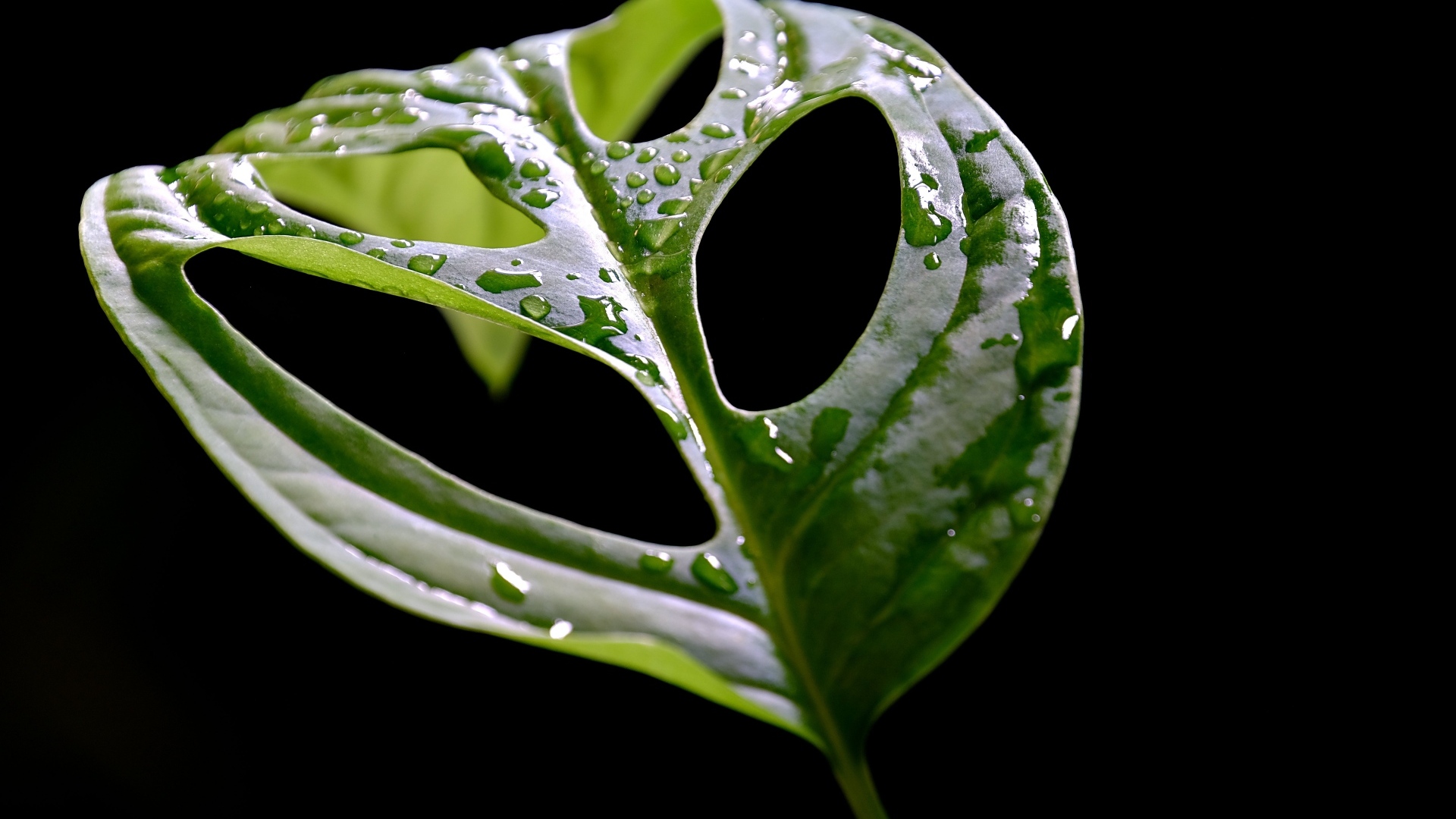 Большой мокрый зеленый лист на черном фоне