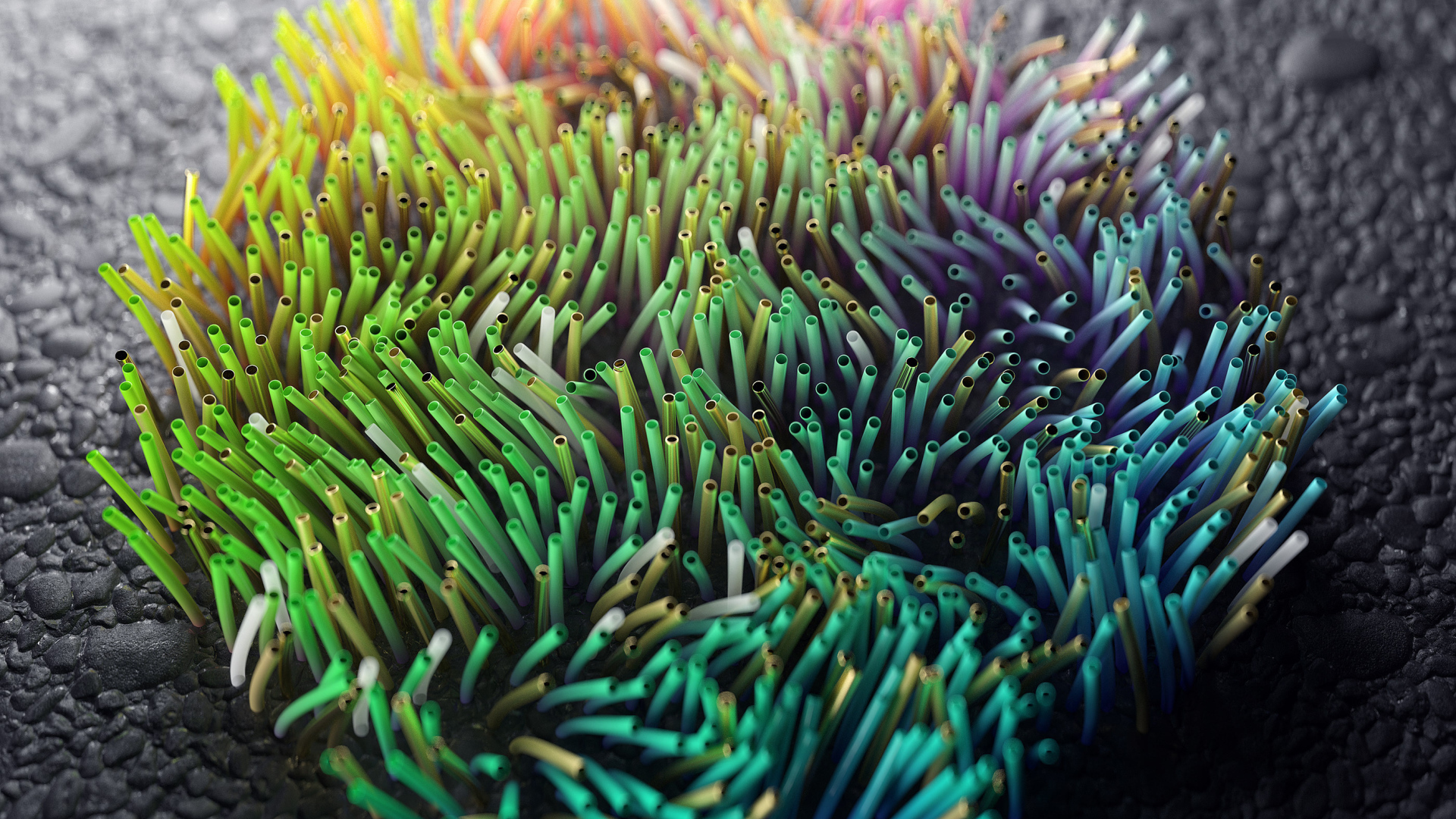 Разноцветные морские водоросли на дне