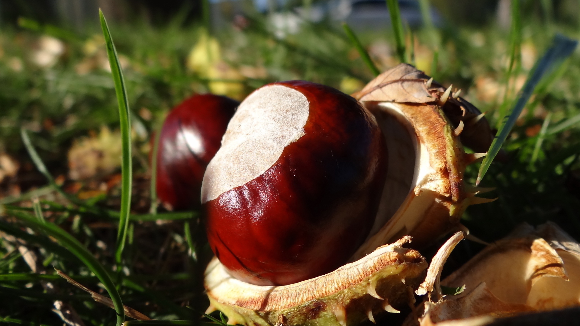 Опавшие каштаны лежат на траве