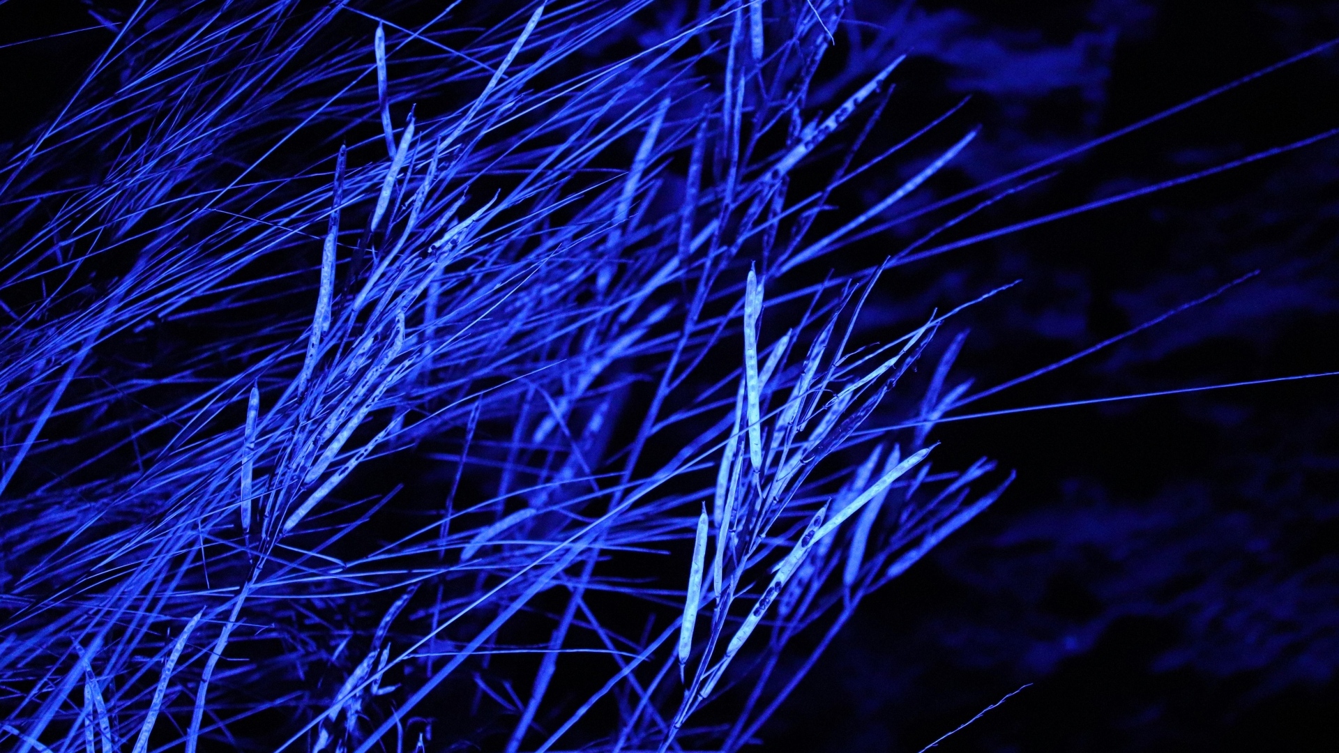 Трава в синем свете ночью 