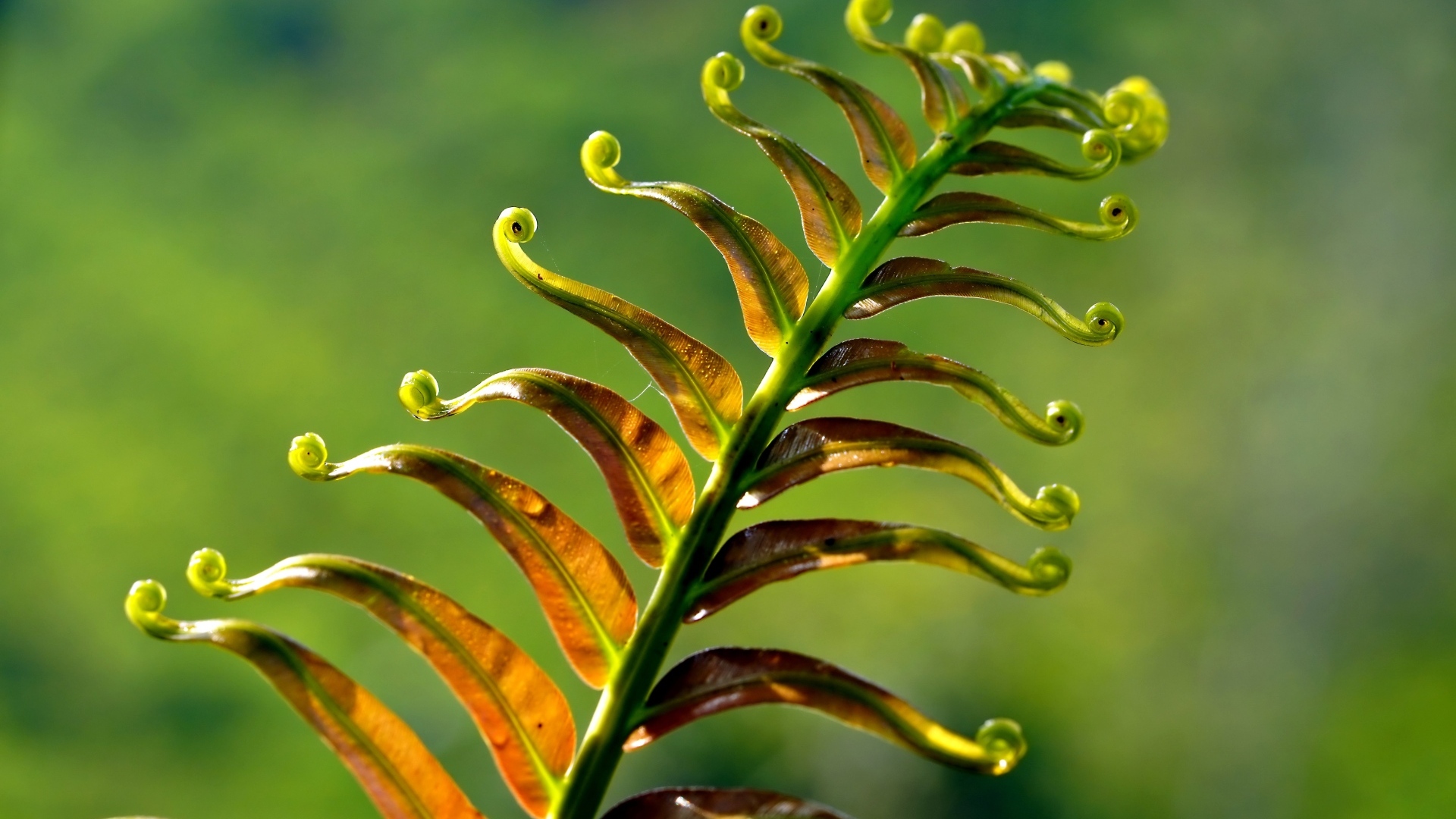 Зеленый лист папоротника крупным планом