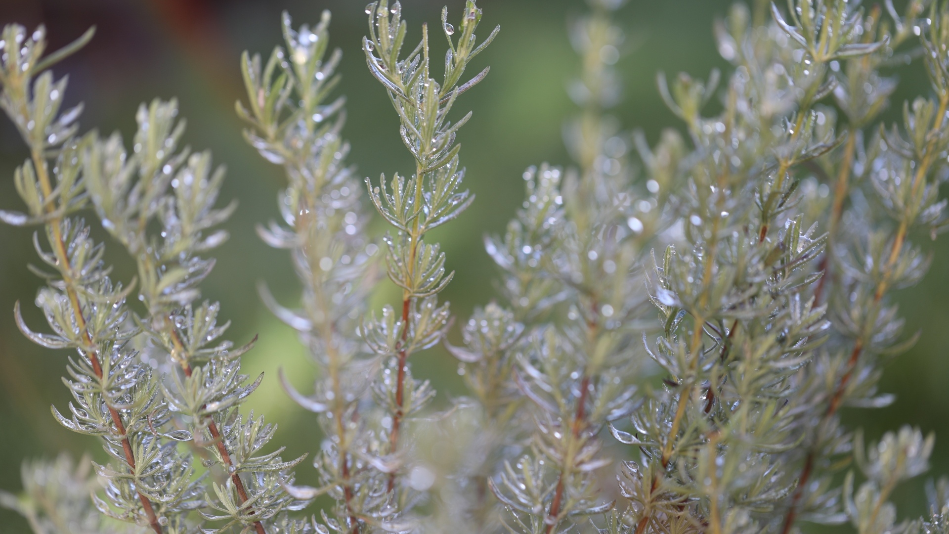 Зеленые листья розмарина в каплях росы