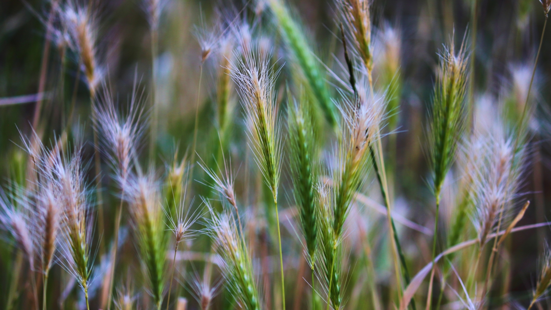 Зеленые колоски крупным планом