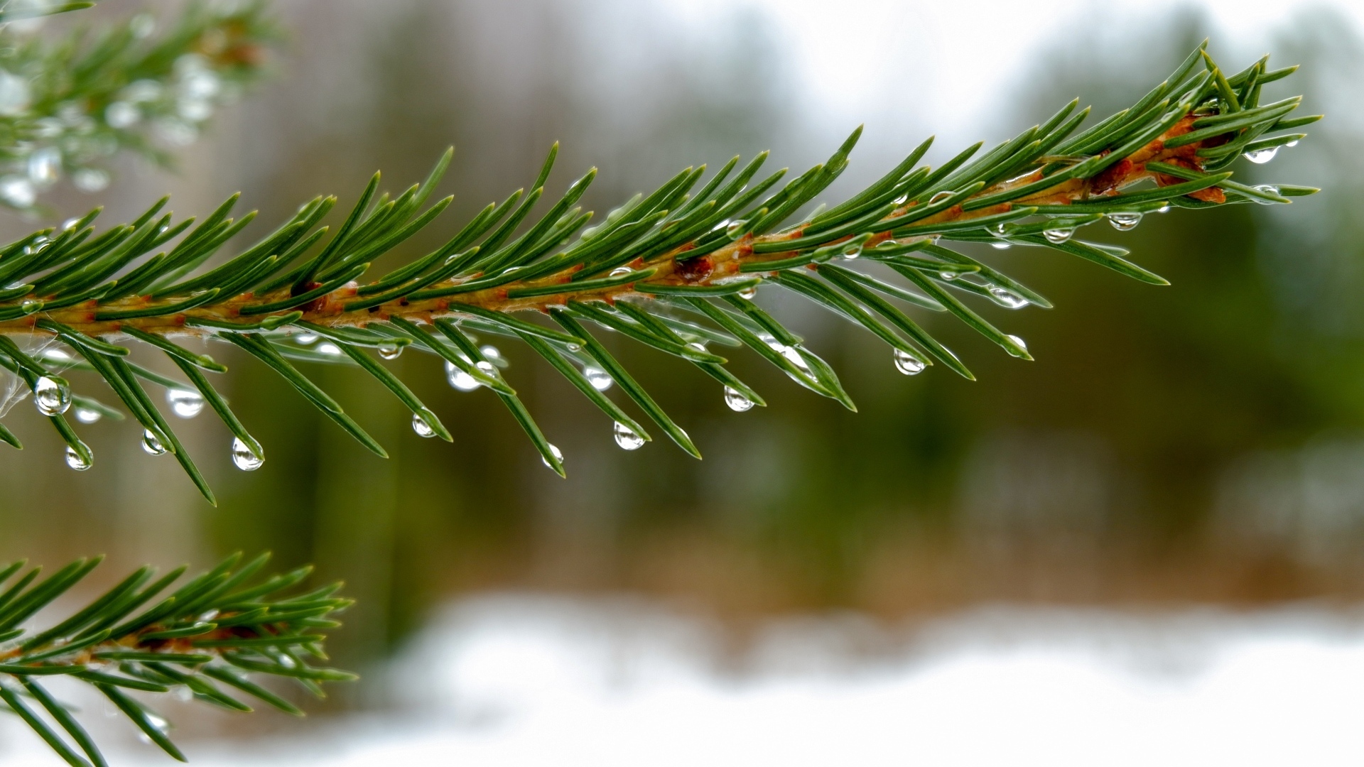Зеленая ветка ели в каплях дождя