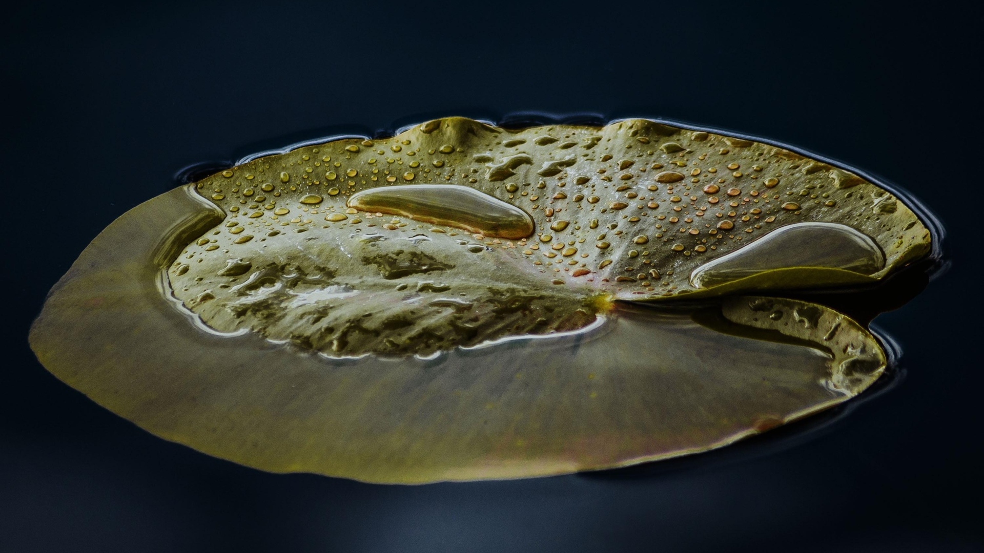 Большой зеленый лист водяной лилии в пруду