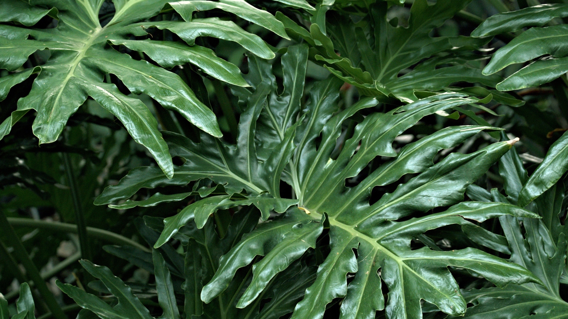 Большие зеленые листья растения филодендрон