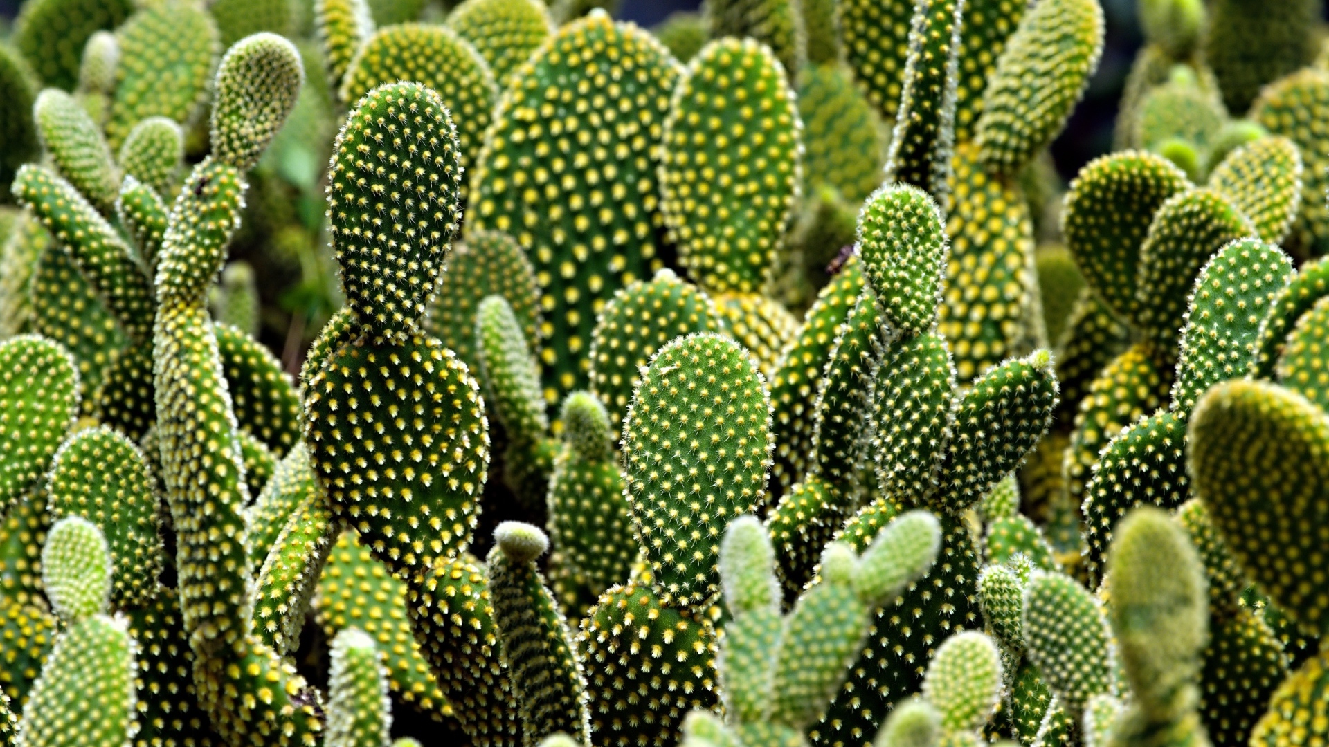 Много колючих тропических кактусов