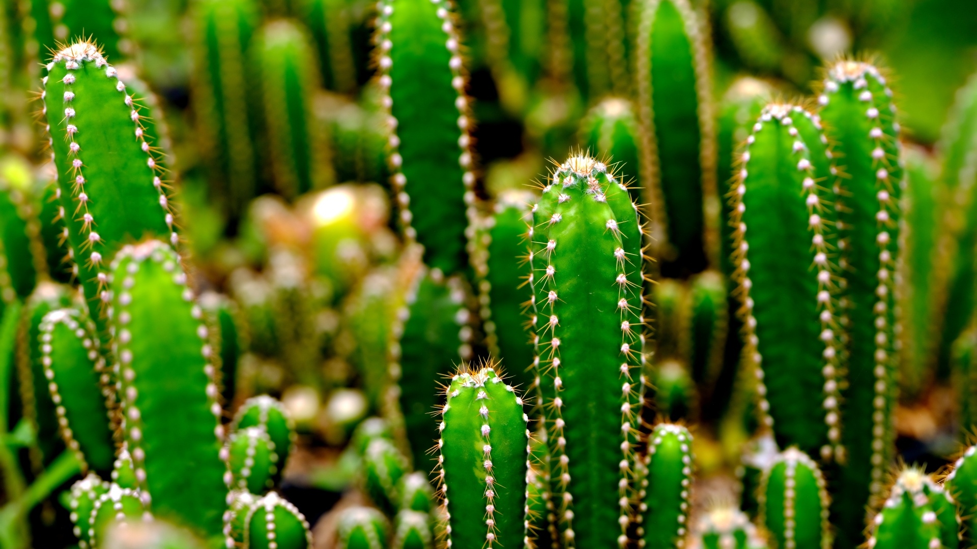 Много колючих зеленых кактусов