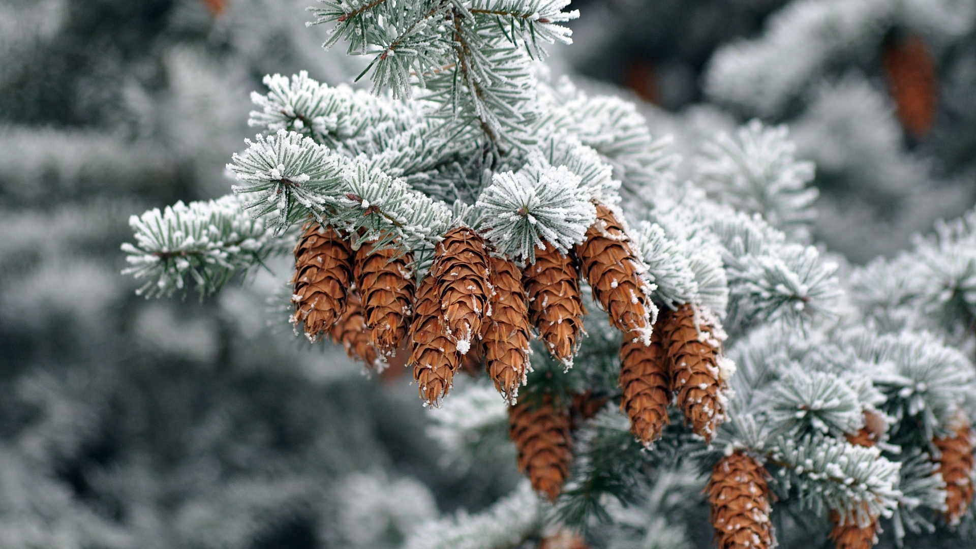 Много шишек на еловой ветке зимой