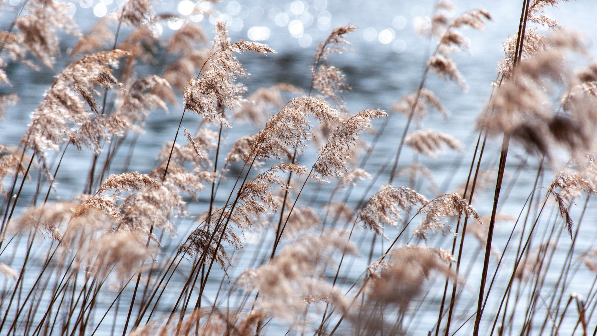 Пампасная трава растет у воды