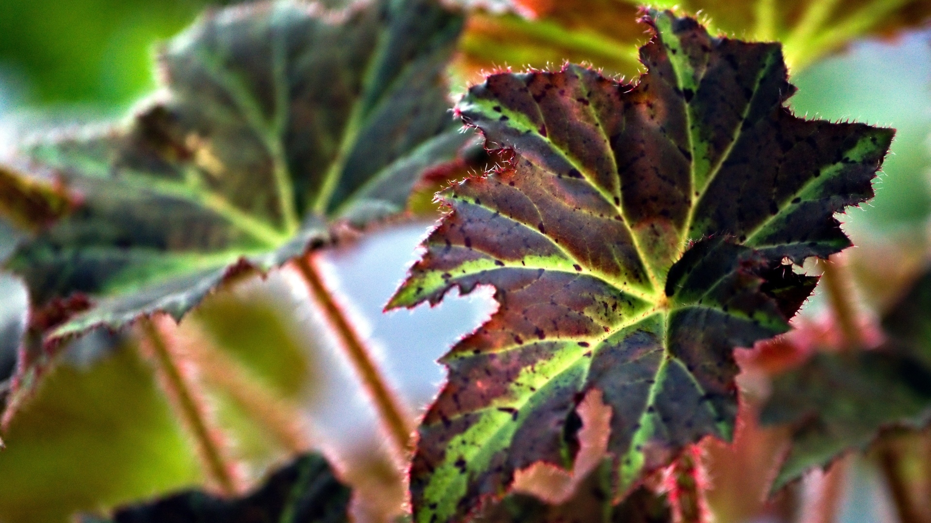 Красные листья комнатного цветка бегонии