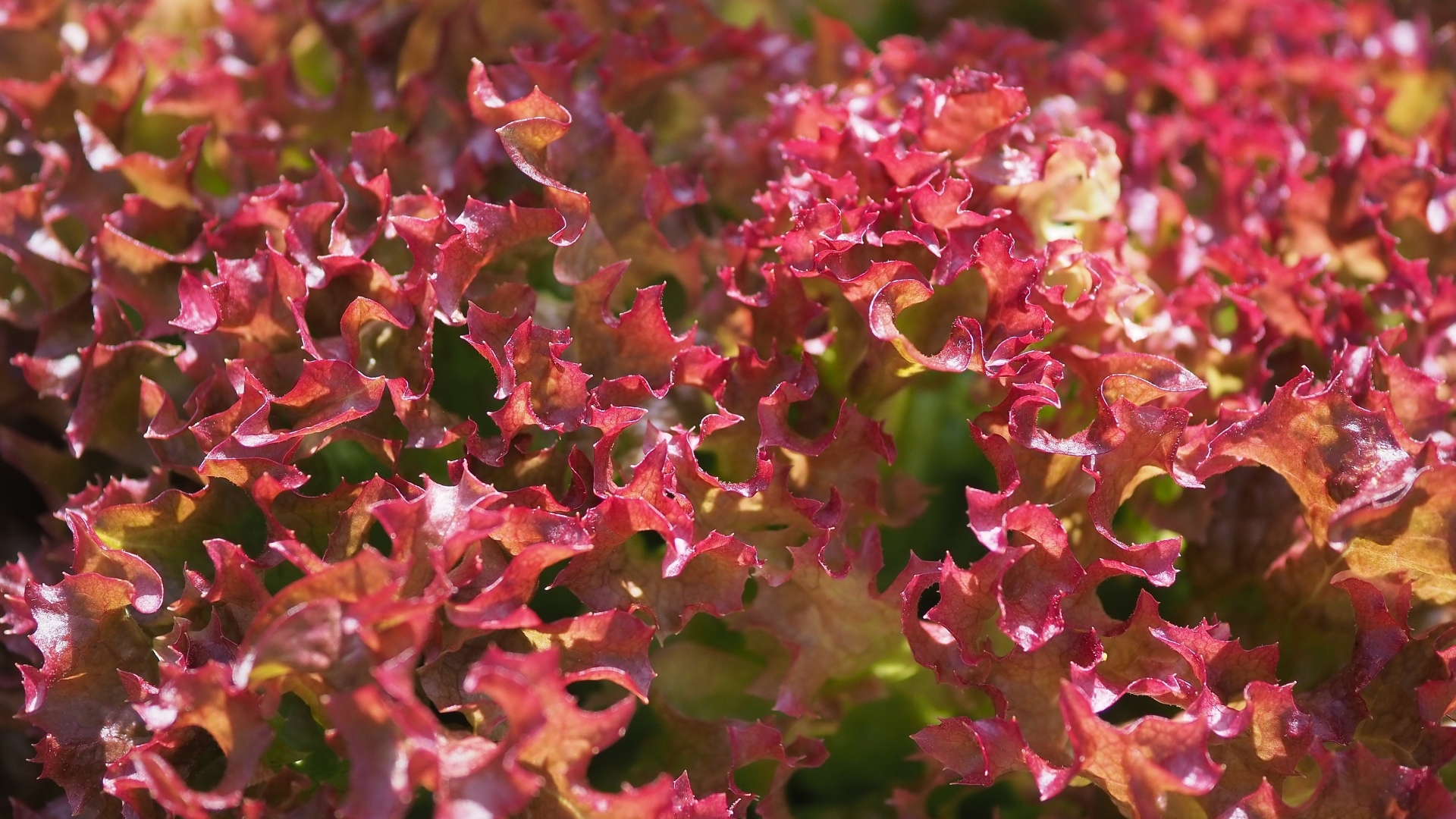 Красные листья салата латук