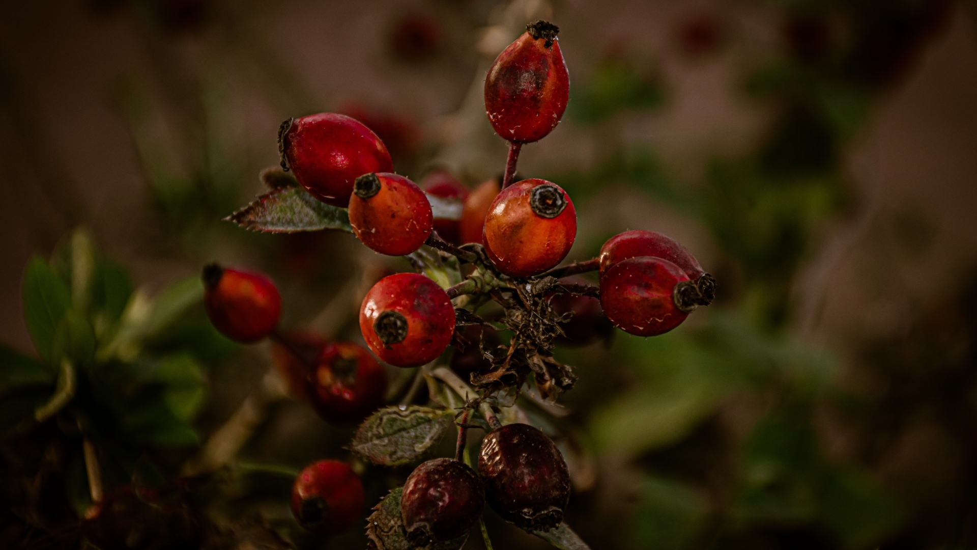 Красные ягоды шиповника на ветке