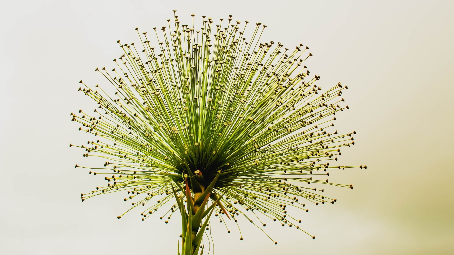 Необычное зеленое растение 