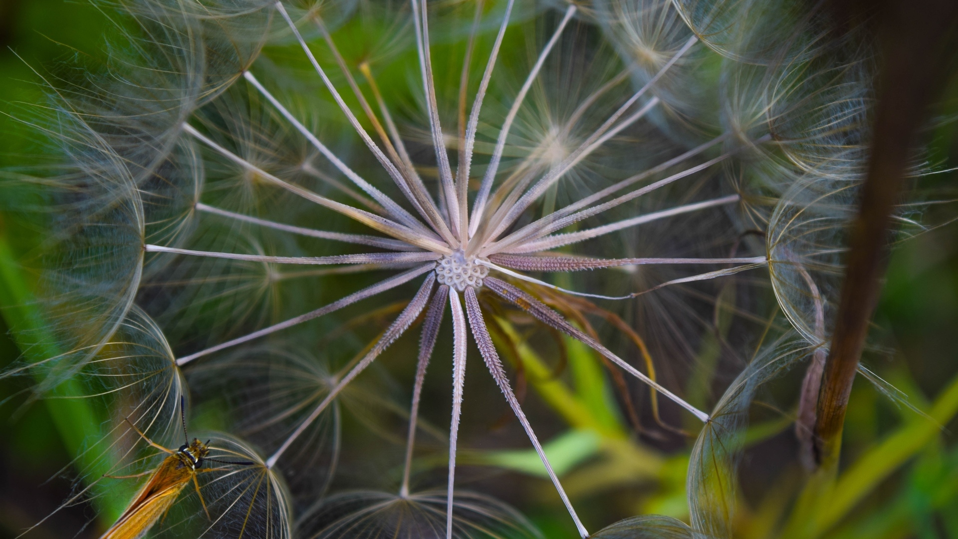 Белый одуванчик с насекомым