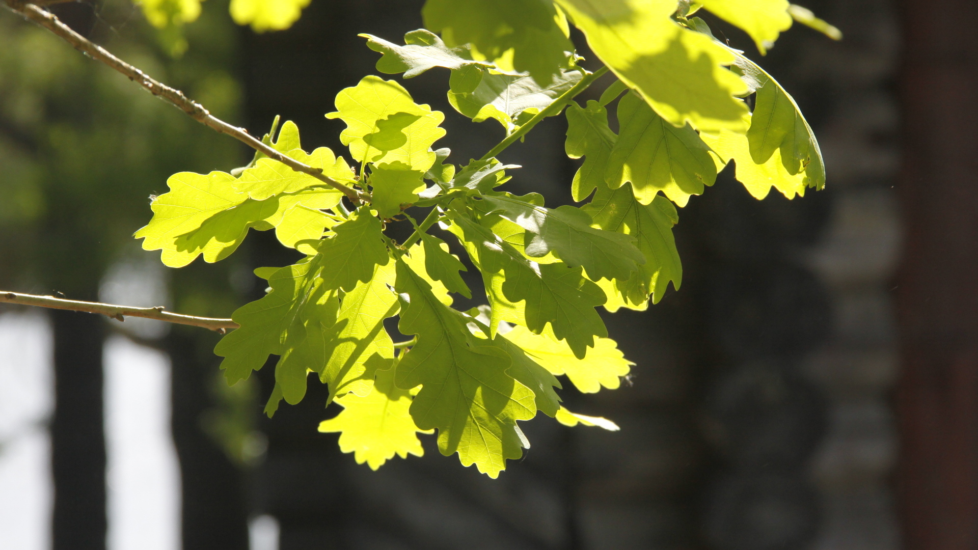 Молодые зеленые листья дуба в лучах солнца