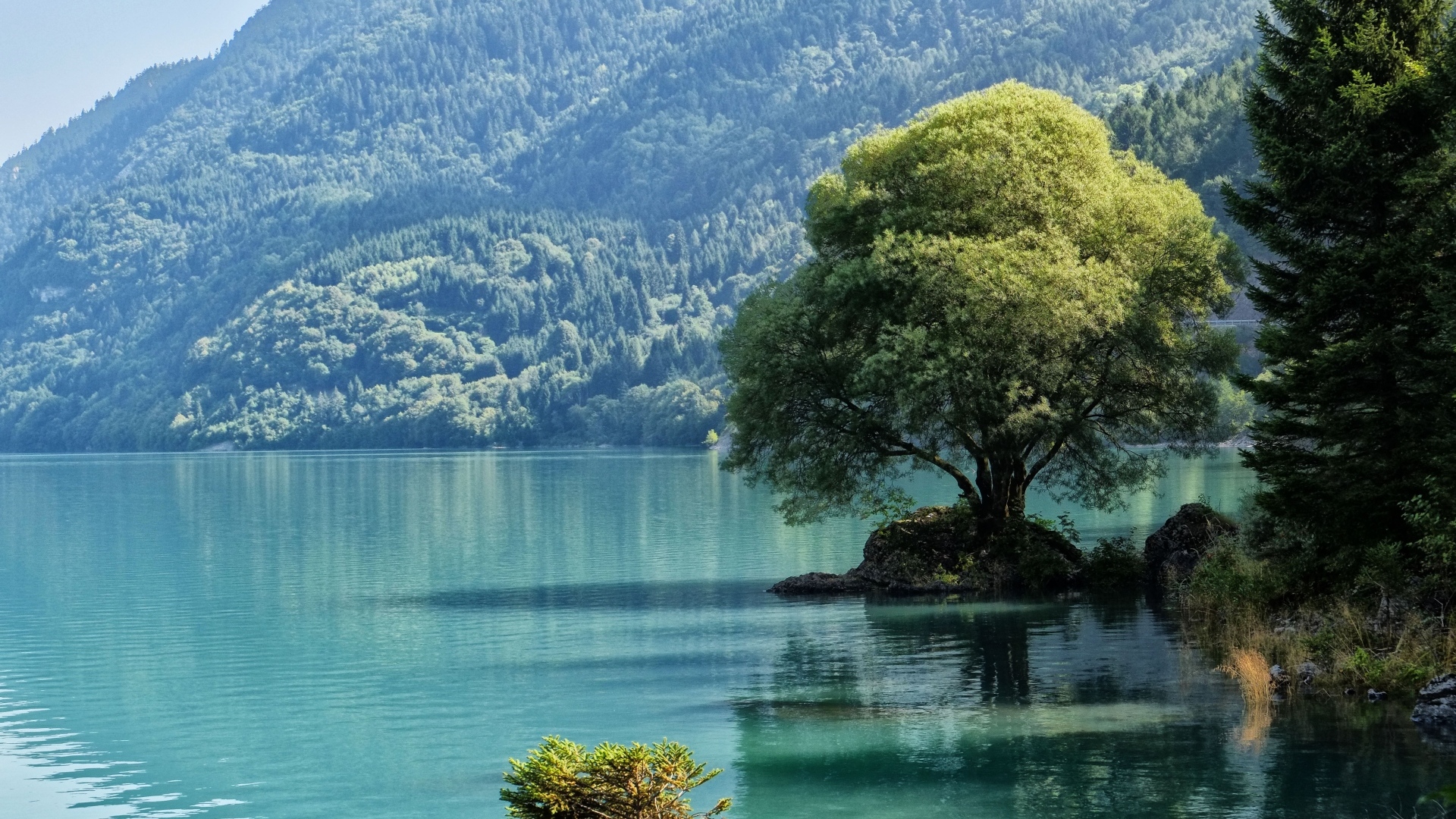 Большое дерево на берегу горного озера