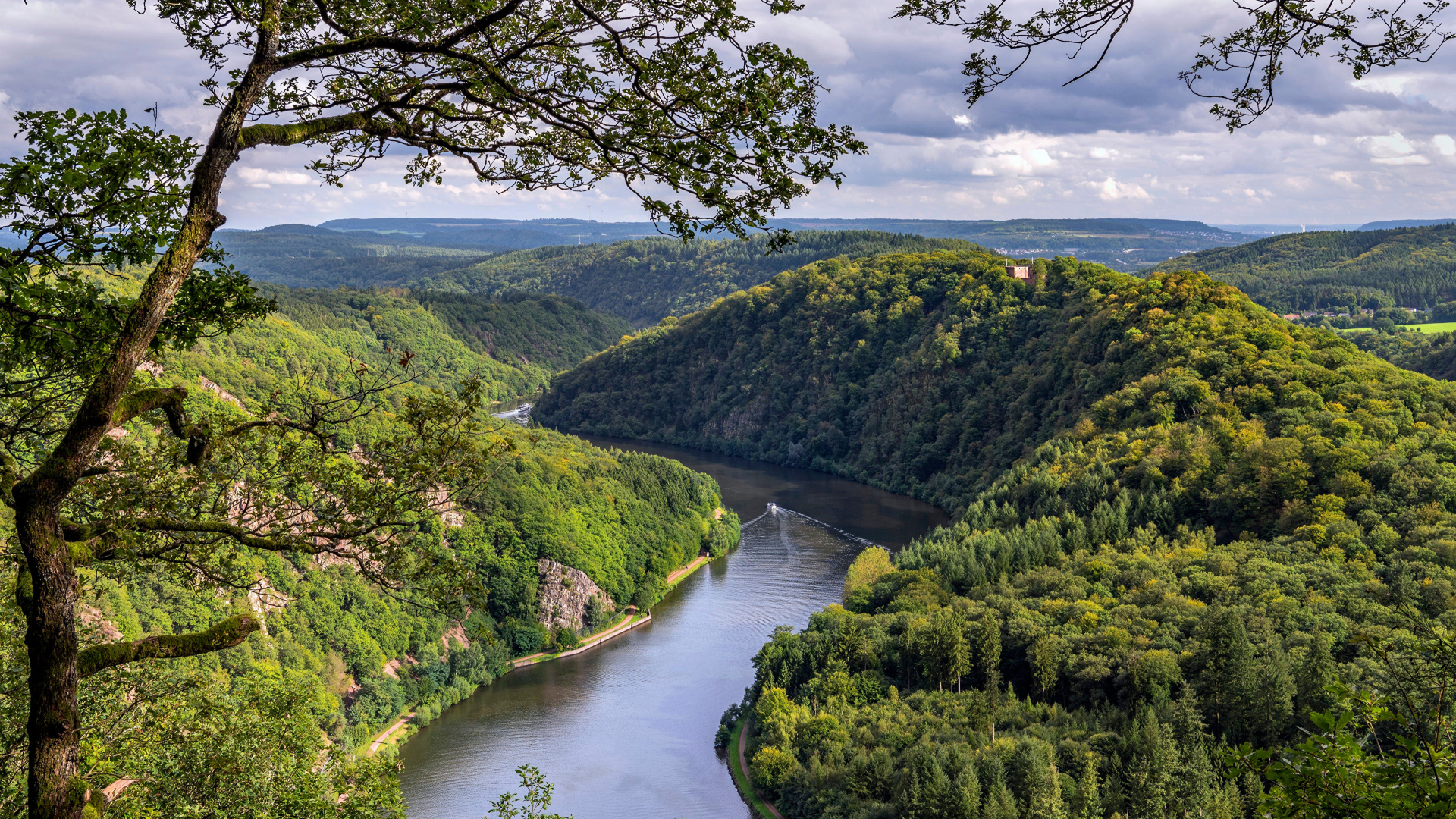 Река в густых зеленых зарослях деревьев