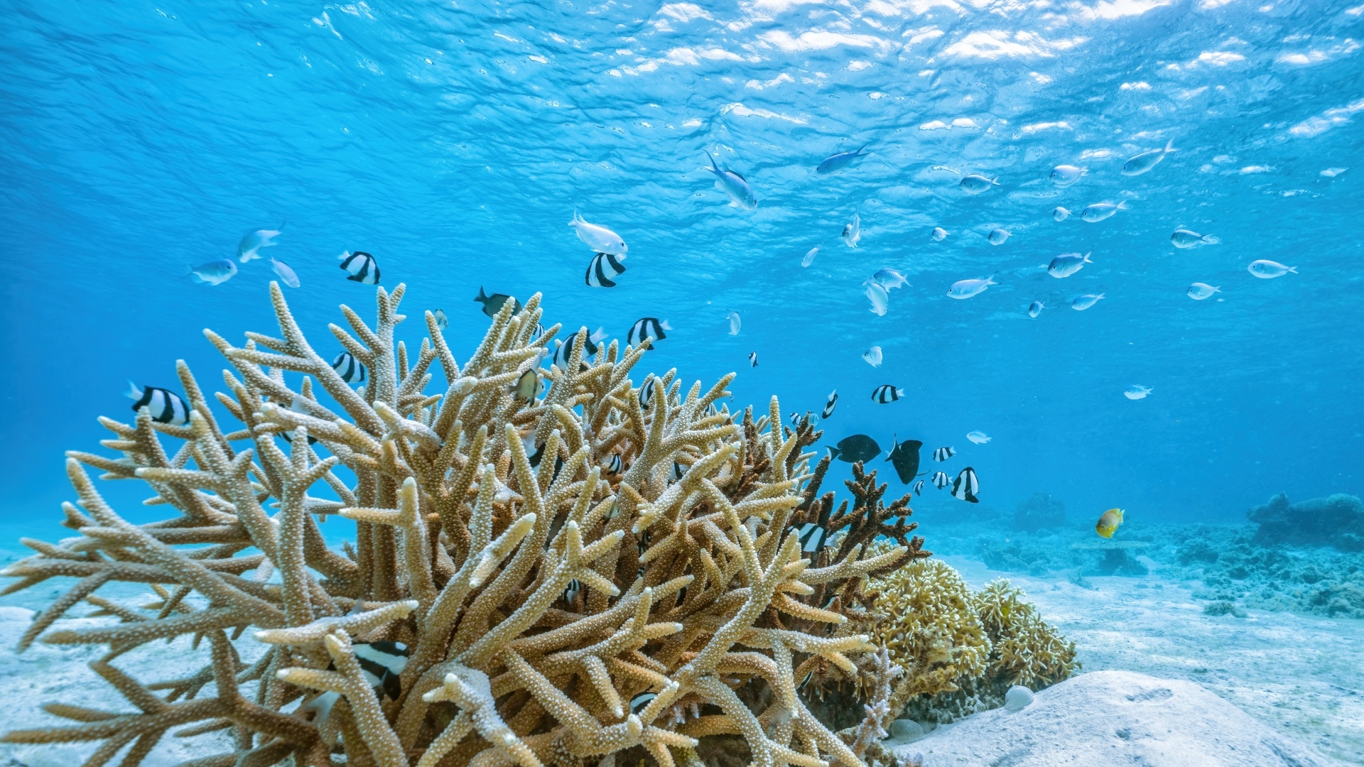 Кораллы под водой в море