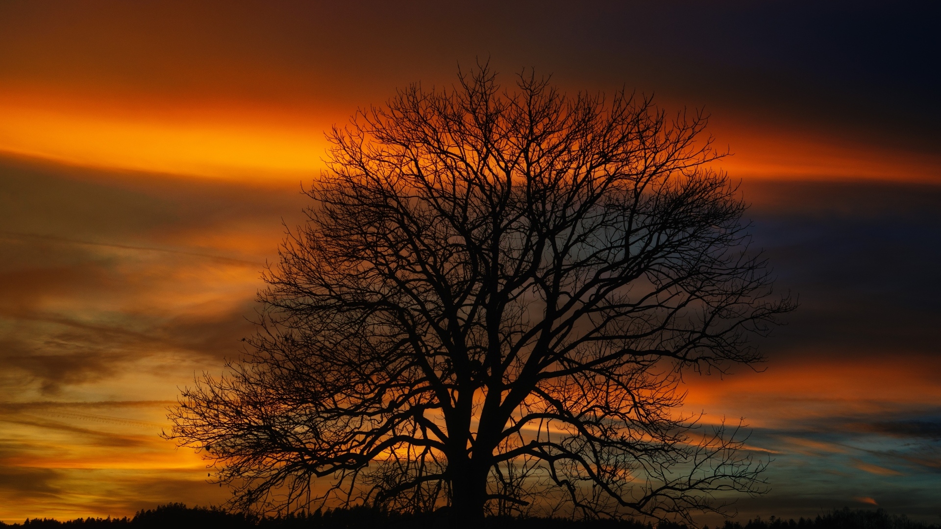 Опавшее дерево стоит на фоне неба на закате