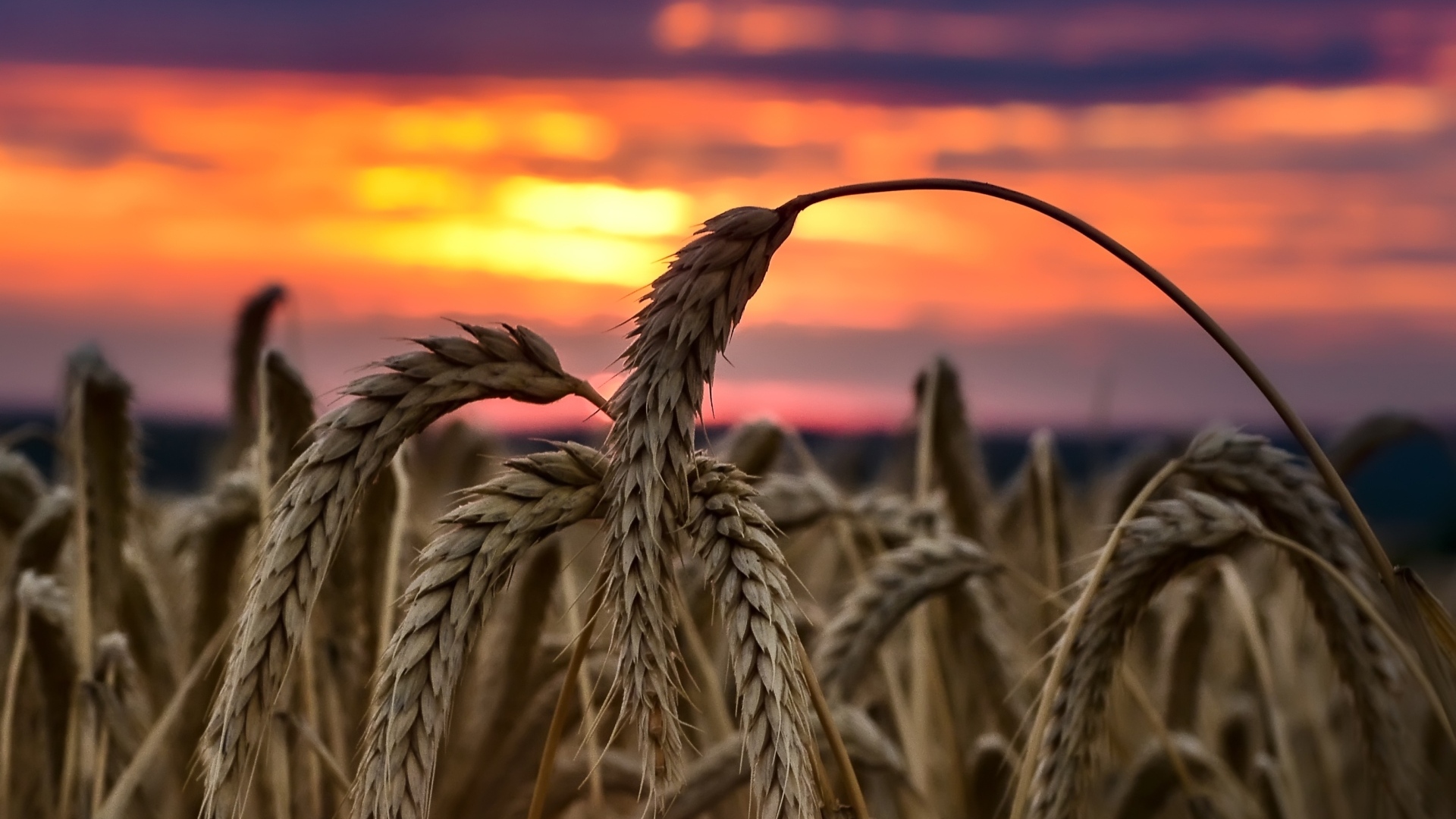 Колосья спелой пшеницы на закате солнца на поле