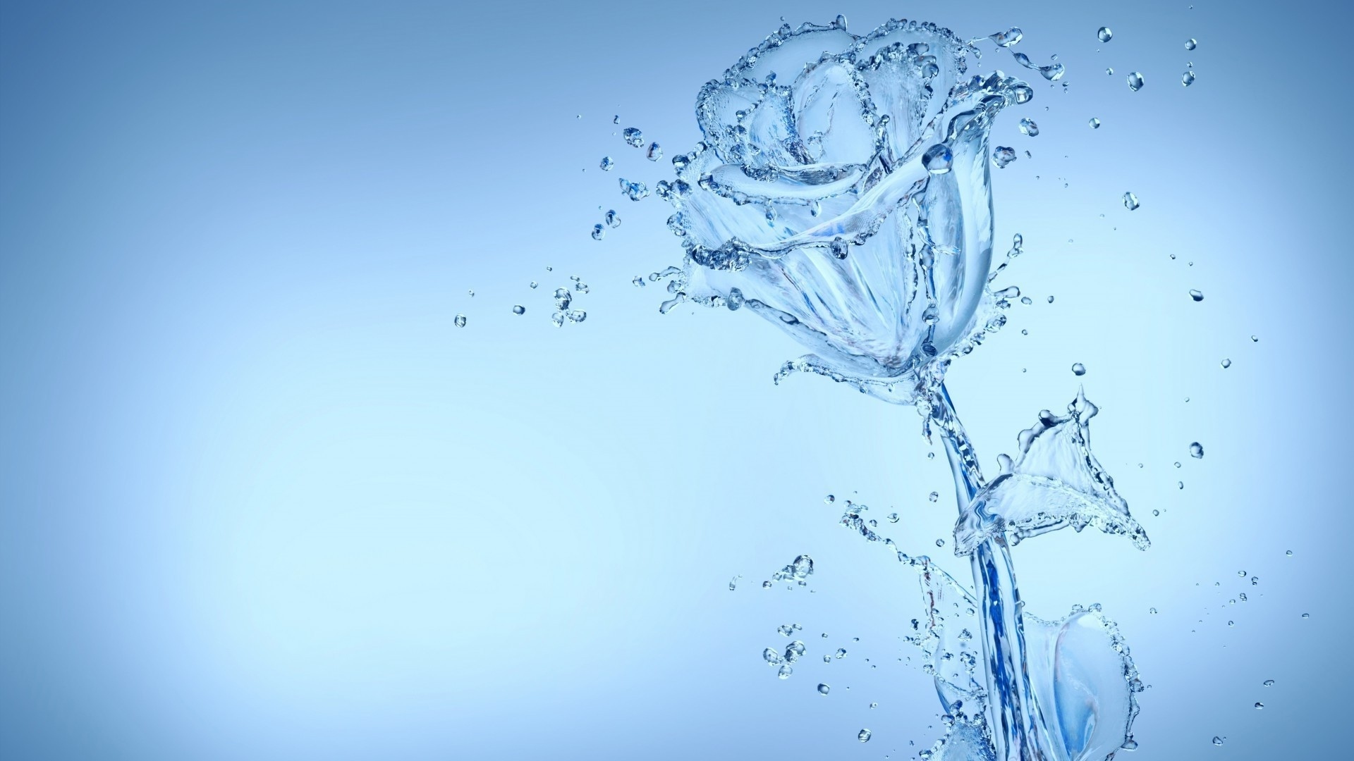 Красивая роза из воду на голубом фоне