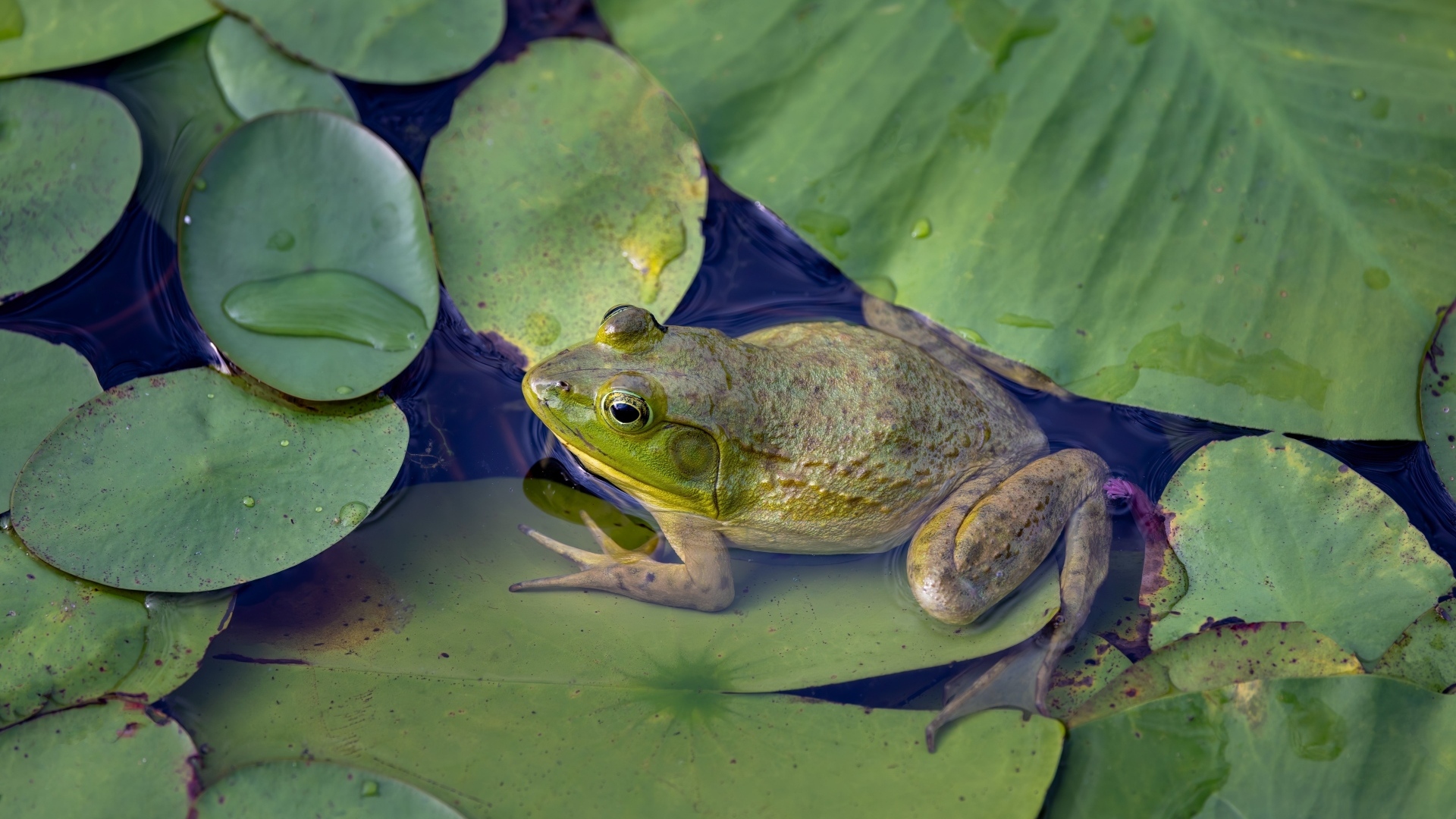 Лягушка с зелеными листьями в воде