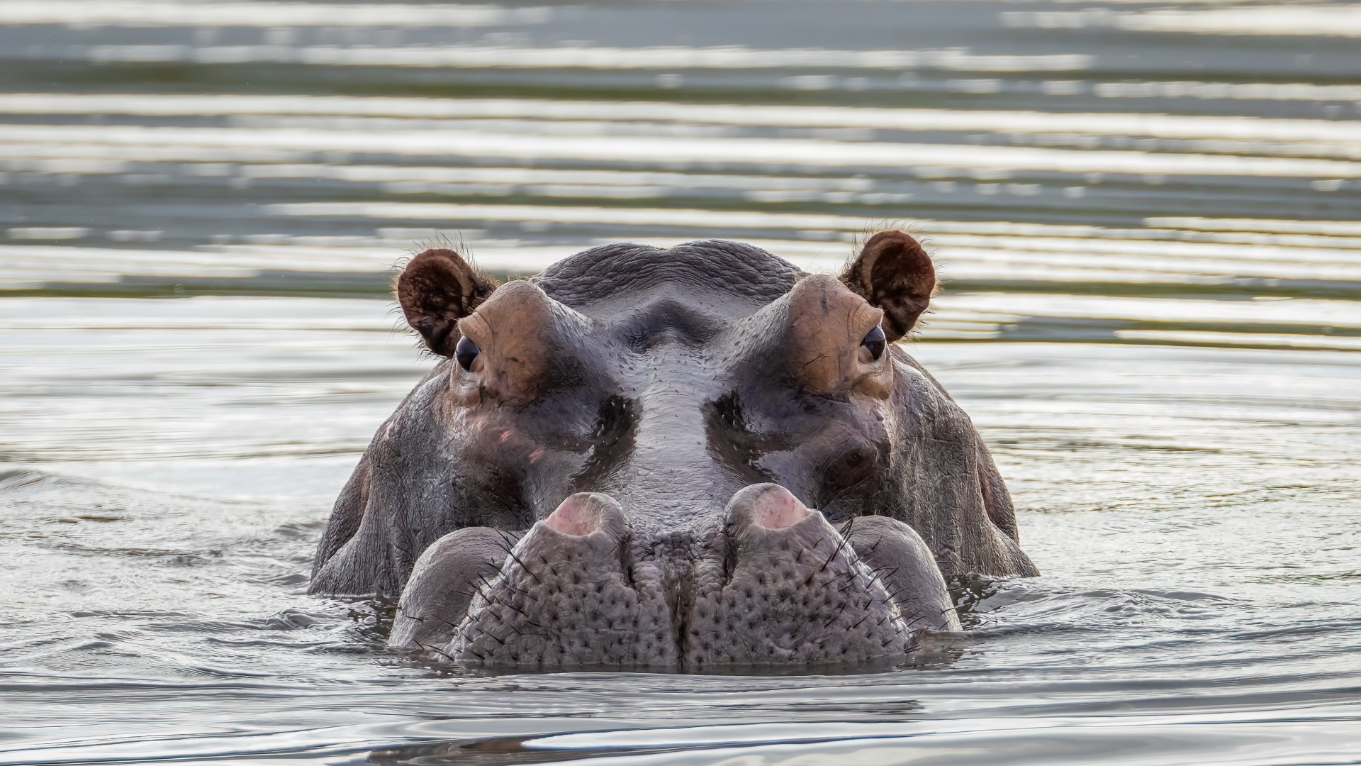 Большой бегемот прячется в воде