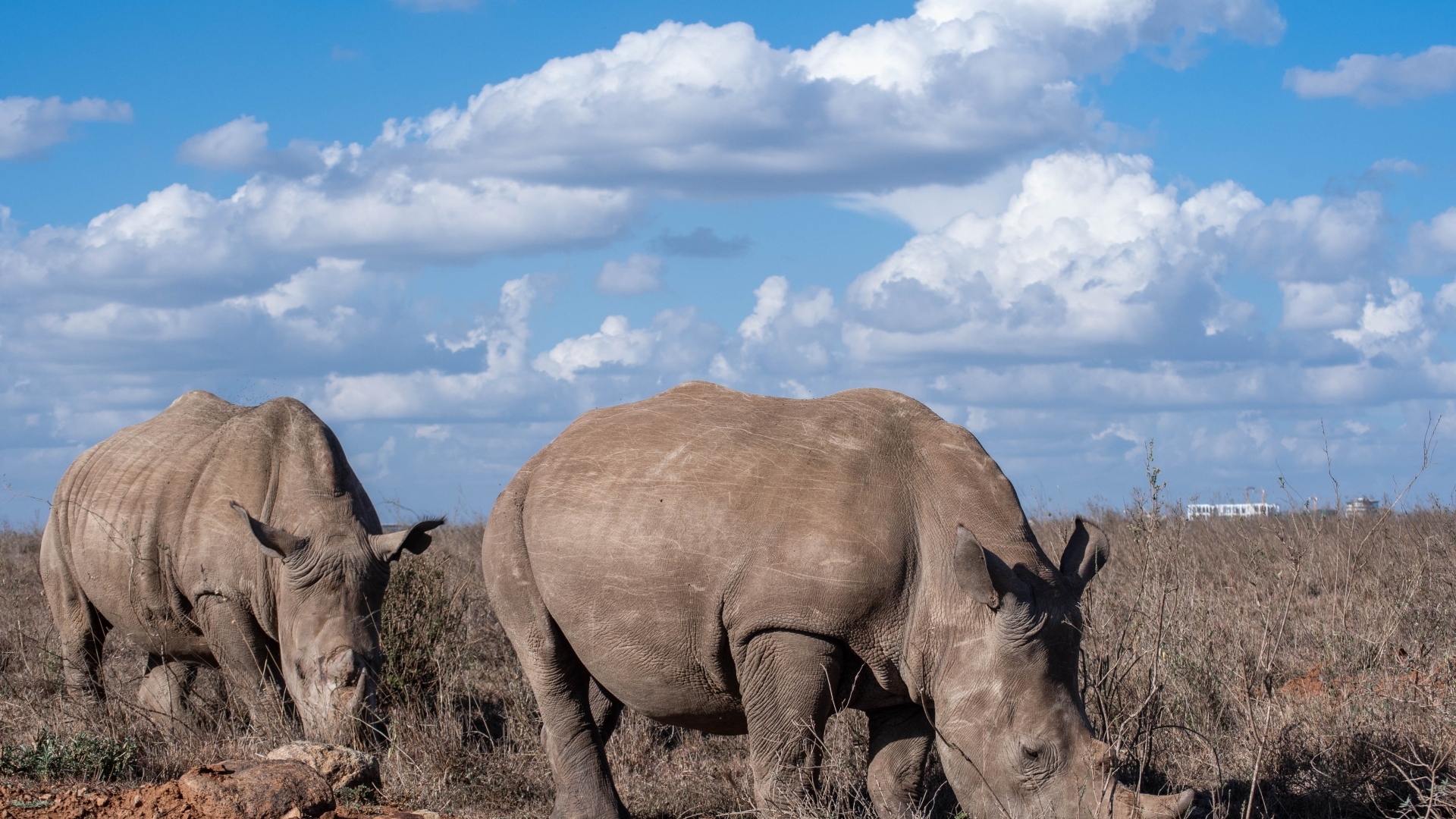 Два носорога на фоне неба с белыми облаками