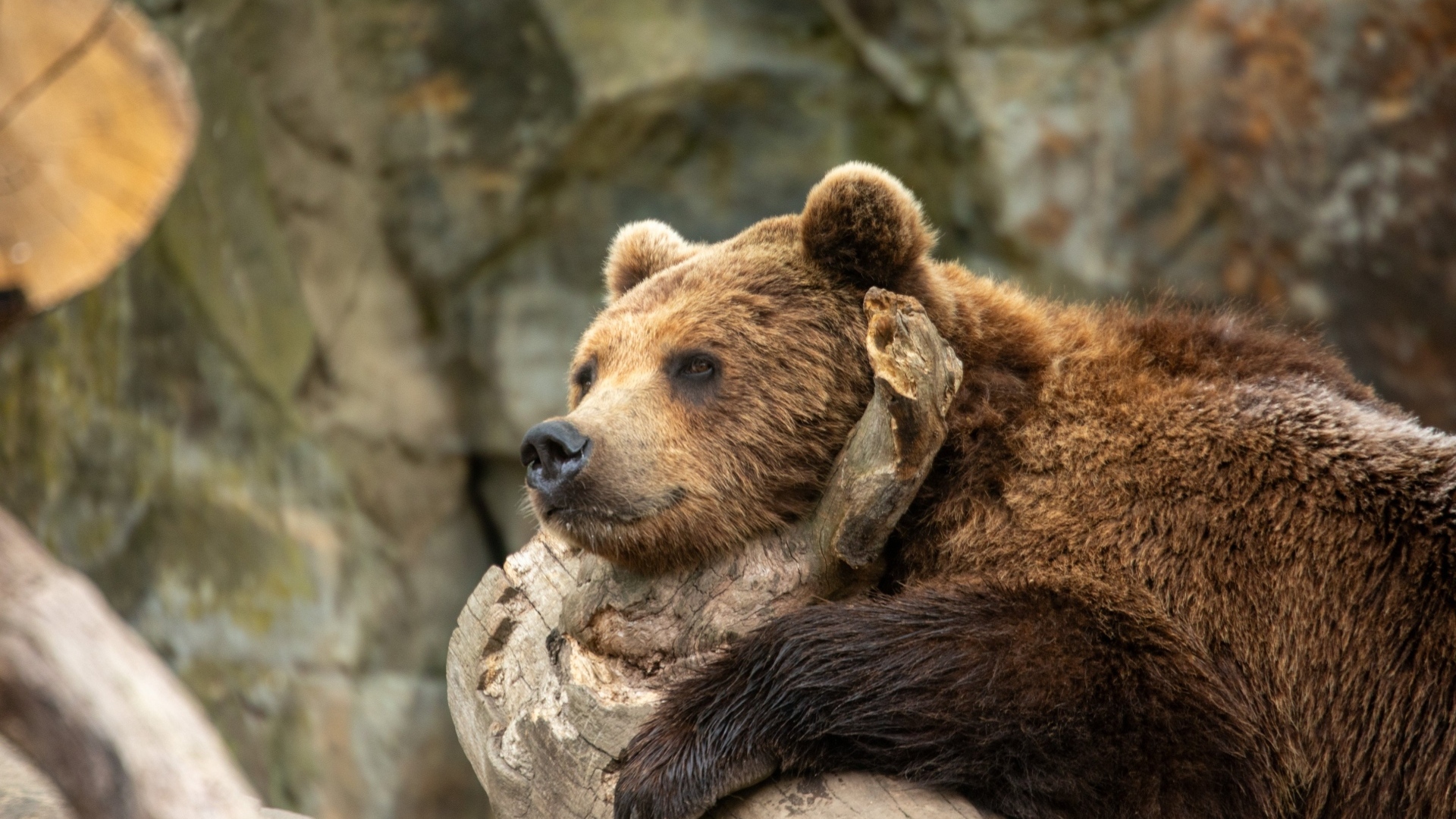 Большой бурый медведь лежит на коряге в зоопарке