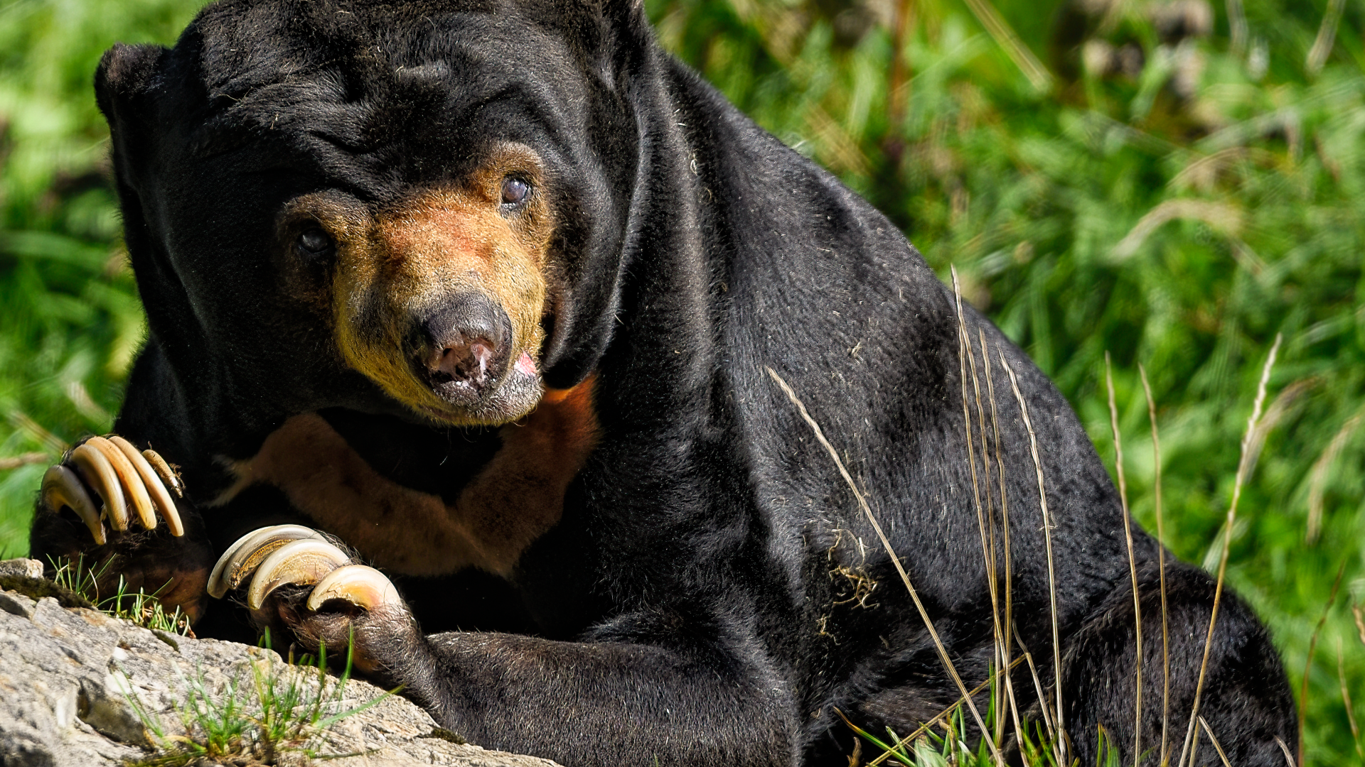 Большой черный медведь с острыми когтями