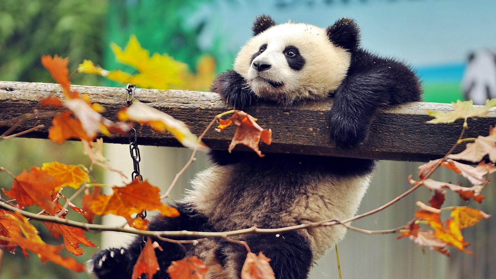 Панда висит на перекладине в зоопарке