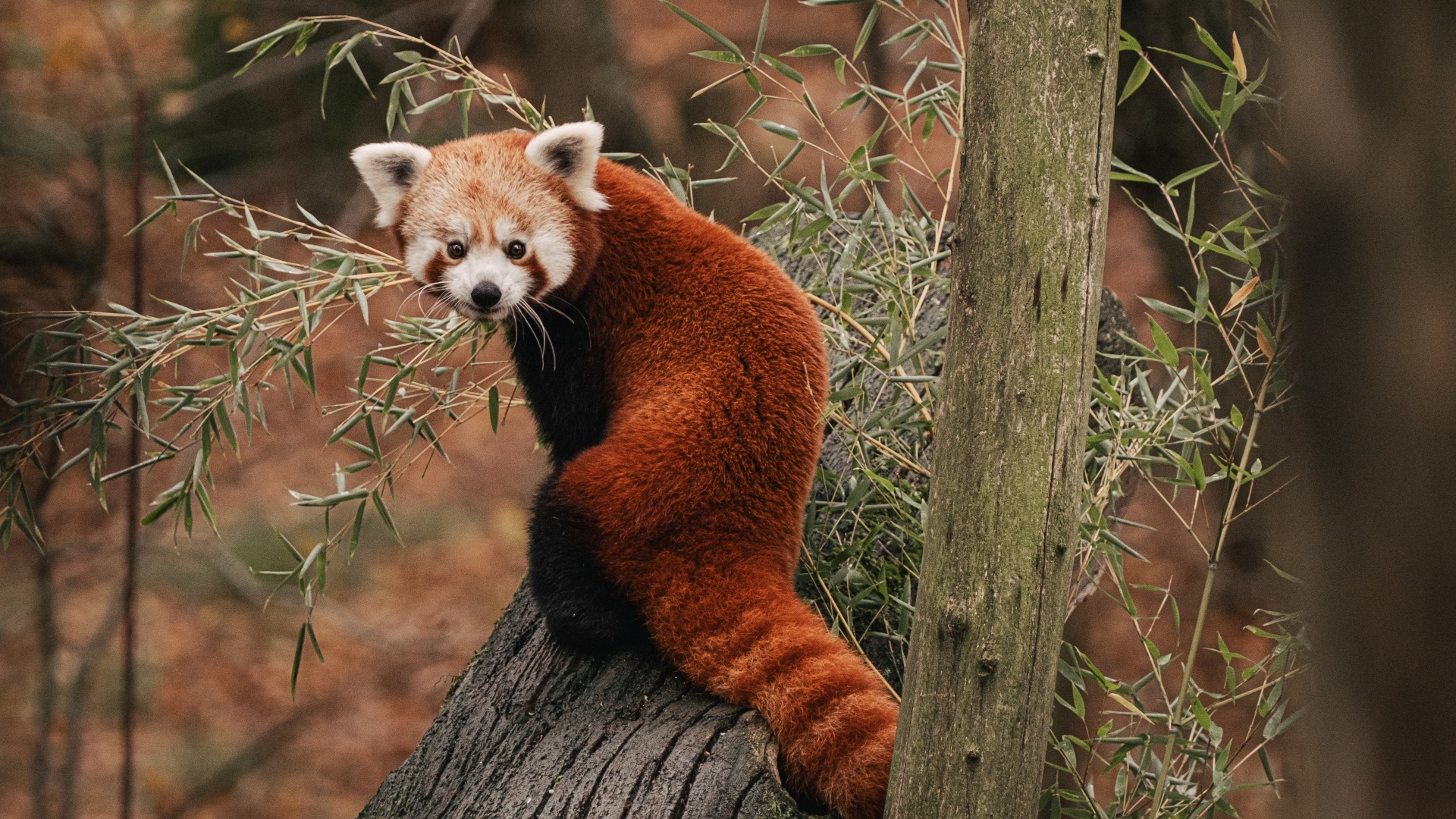 Красная панда сидит на дереве эвкалипта