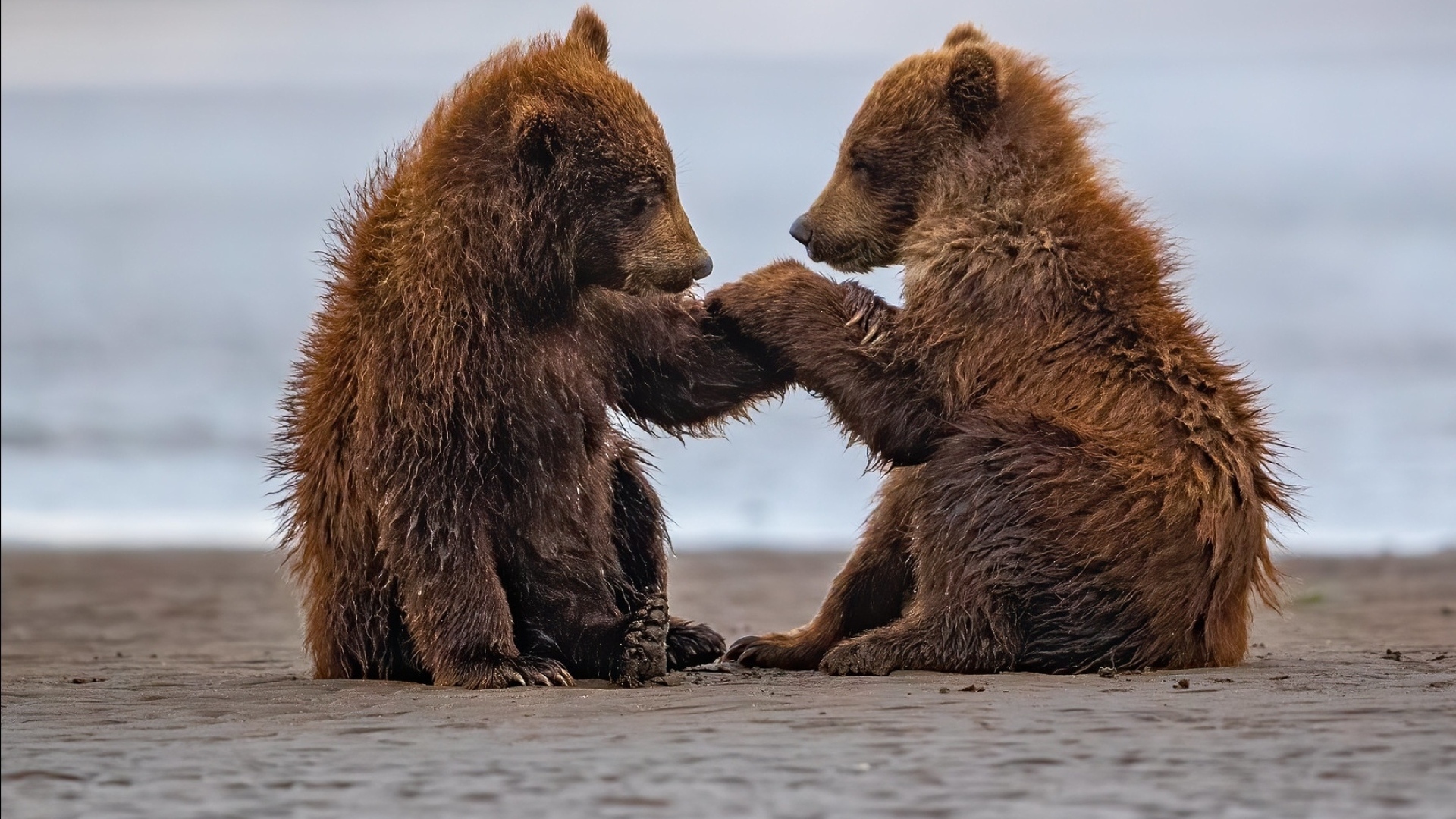 Два маленьких бурых медвежонка на мокром песке