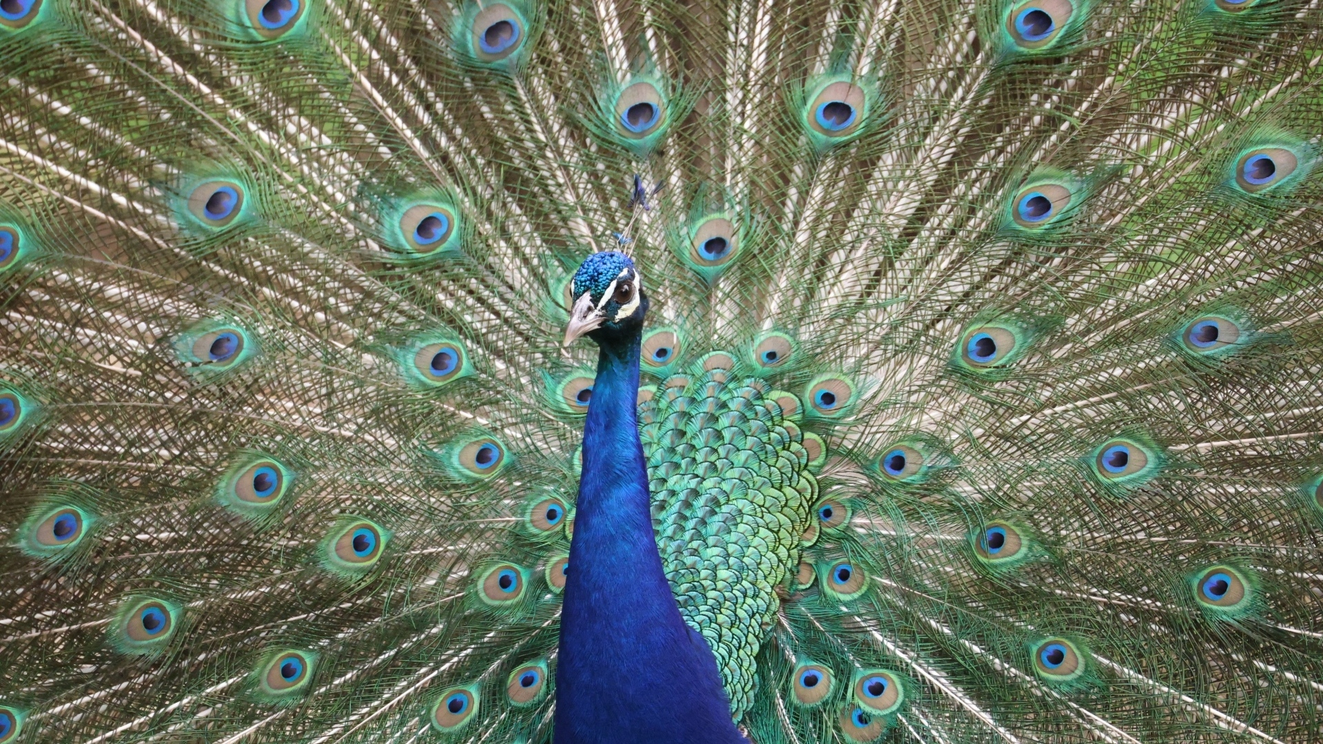 Красивый павлин раскрыл пышный хвост