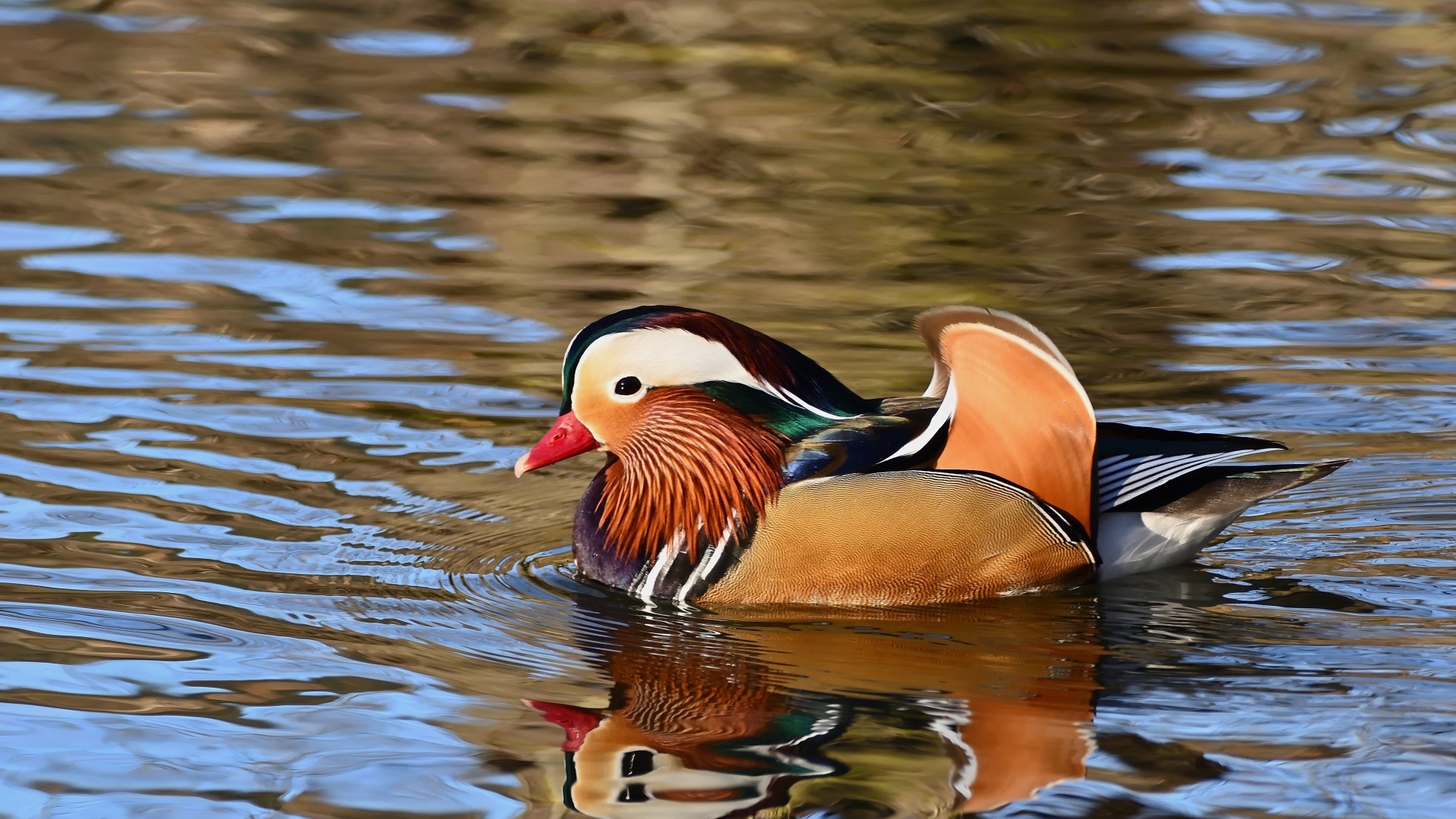 Разноцветная утка мандаринка плавает в воде
