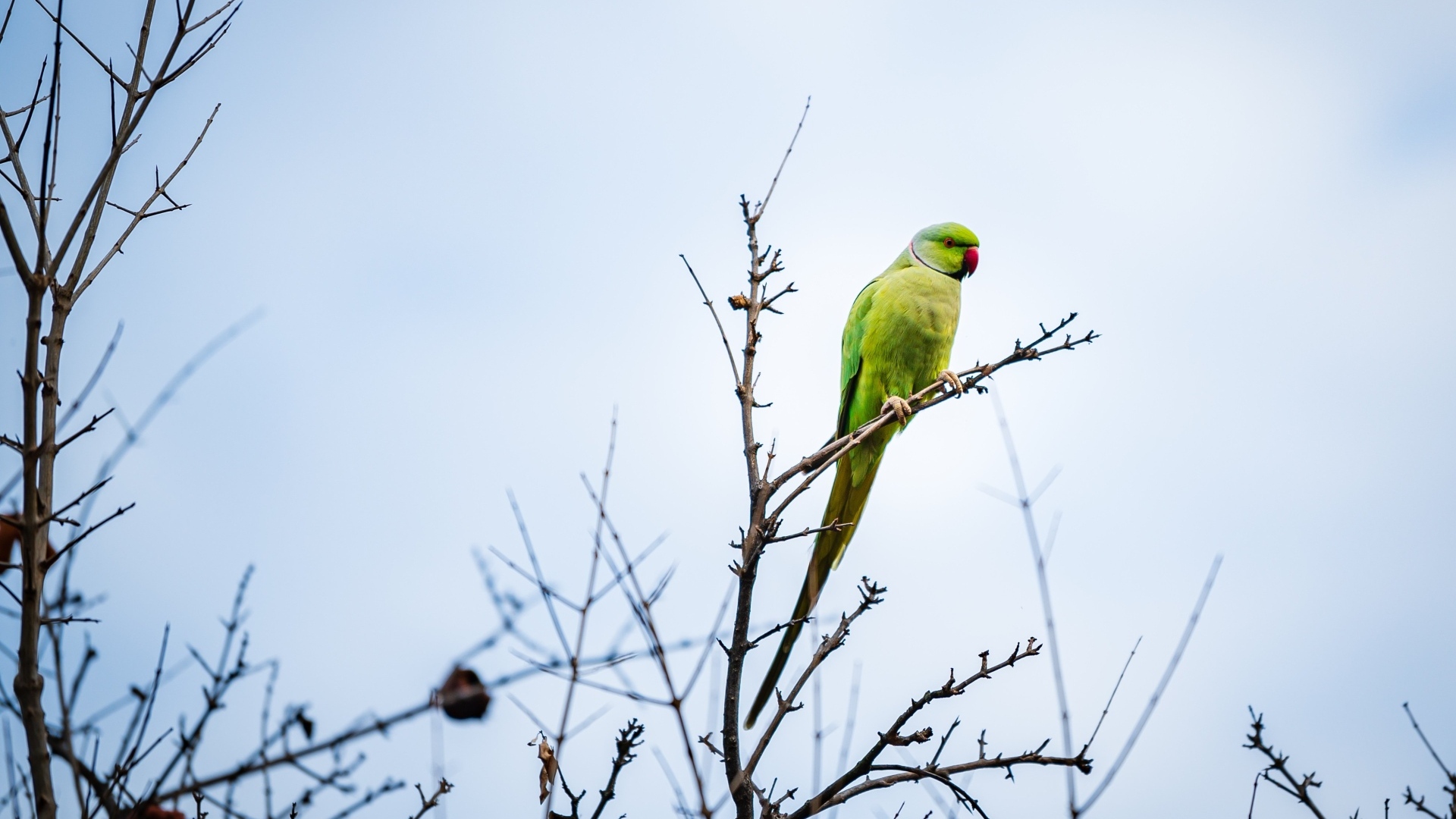 Зеленый попугай сидит на ветке дерева