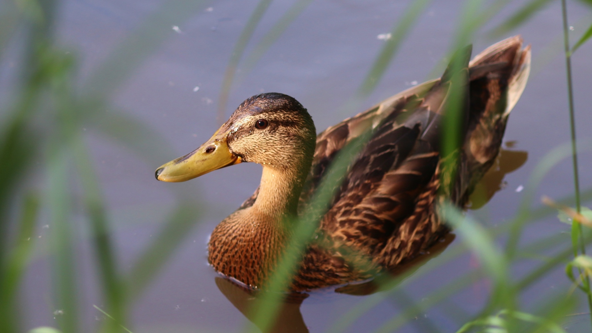 Большая серая утка плавает в воде