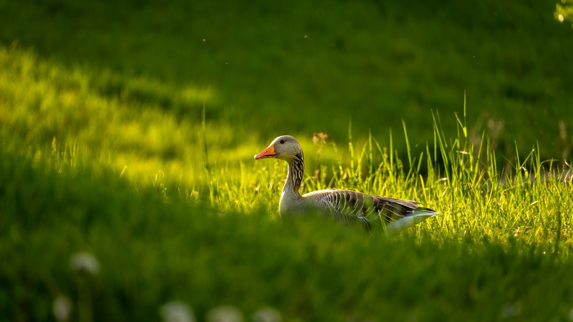 Большой серый гусь гуляет по зеленой траве